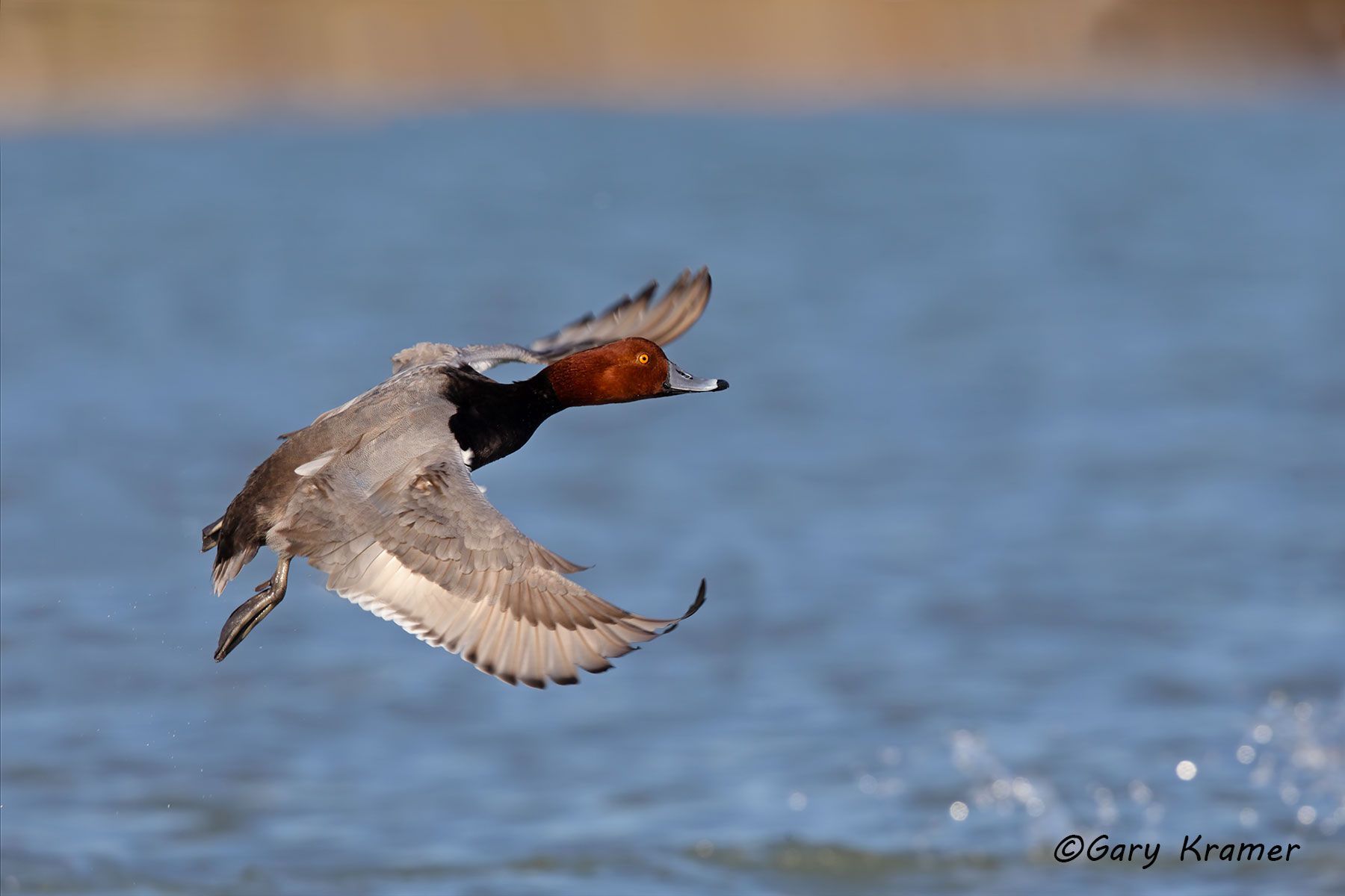Redhead (Aythya americana) Redhead (Aythya americana) - NBWR#747d