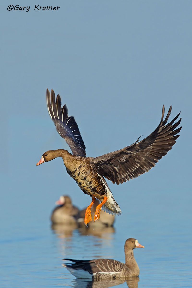 White-fronted Goose (Anser albifrons) - NBWWf#1732d(2)