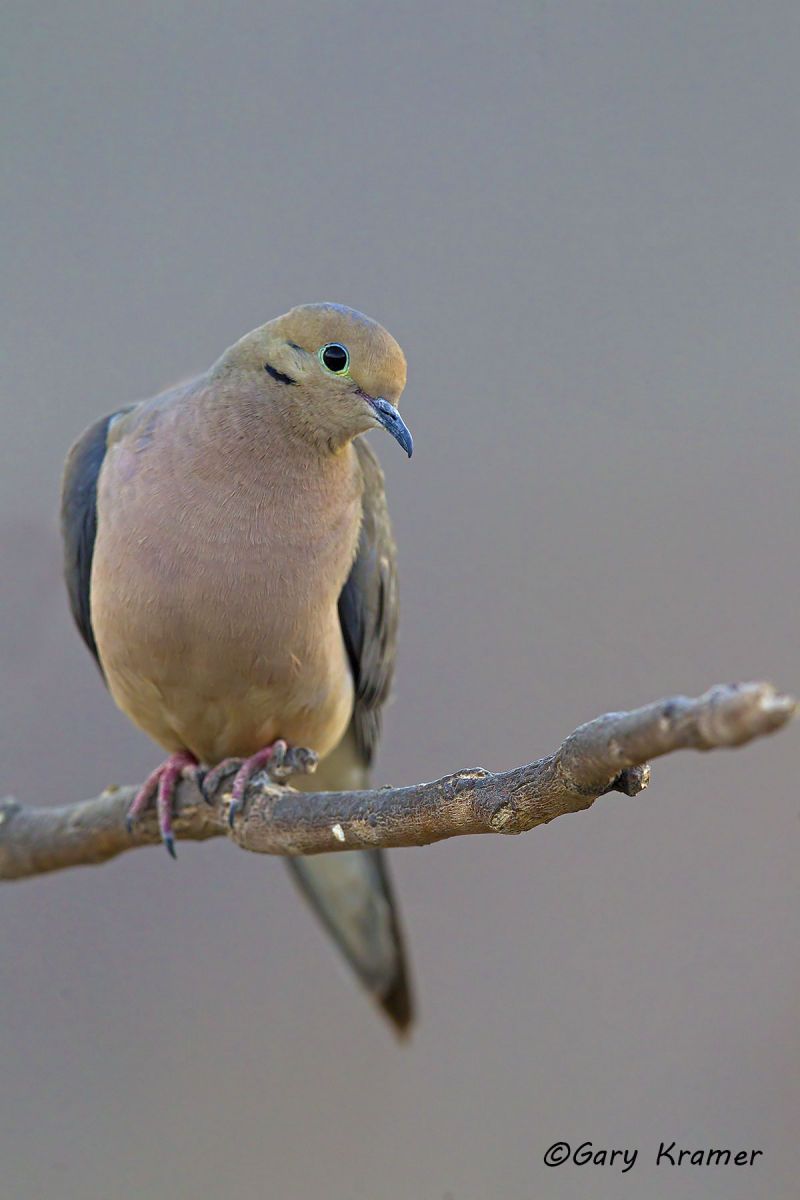Mourning Dove (Zenaida macroura) - NBDM#417d