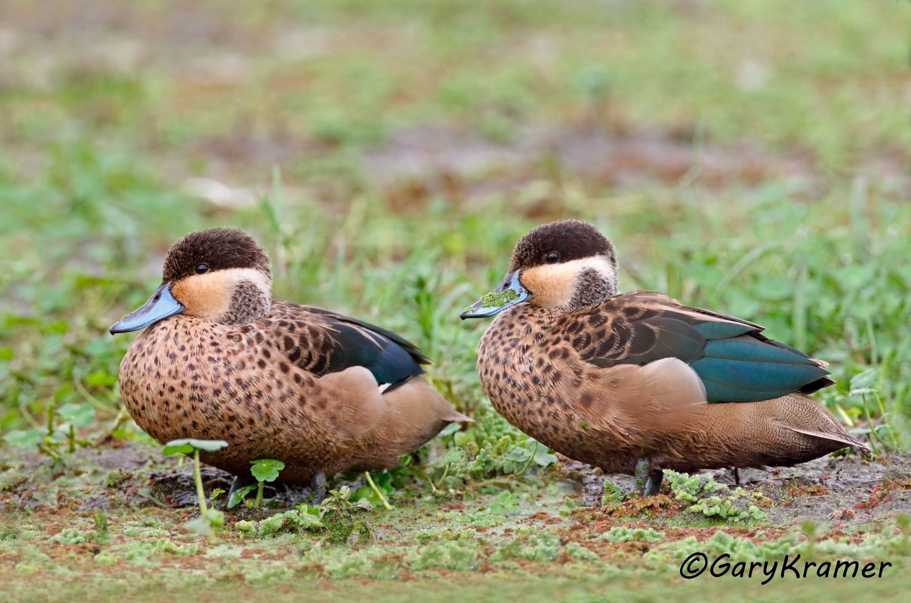 Hottentot Teal (Anas hottentota)  Hottentot Teal (Anas hottentota) - ABWT#155d(2) (Kenya)