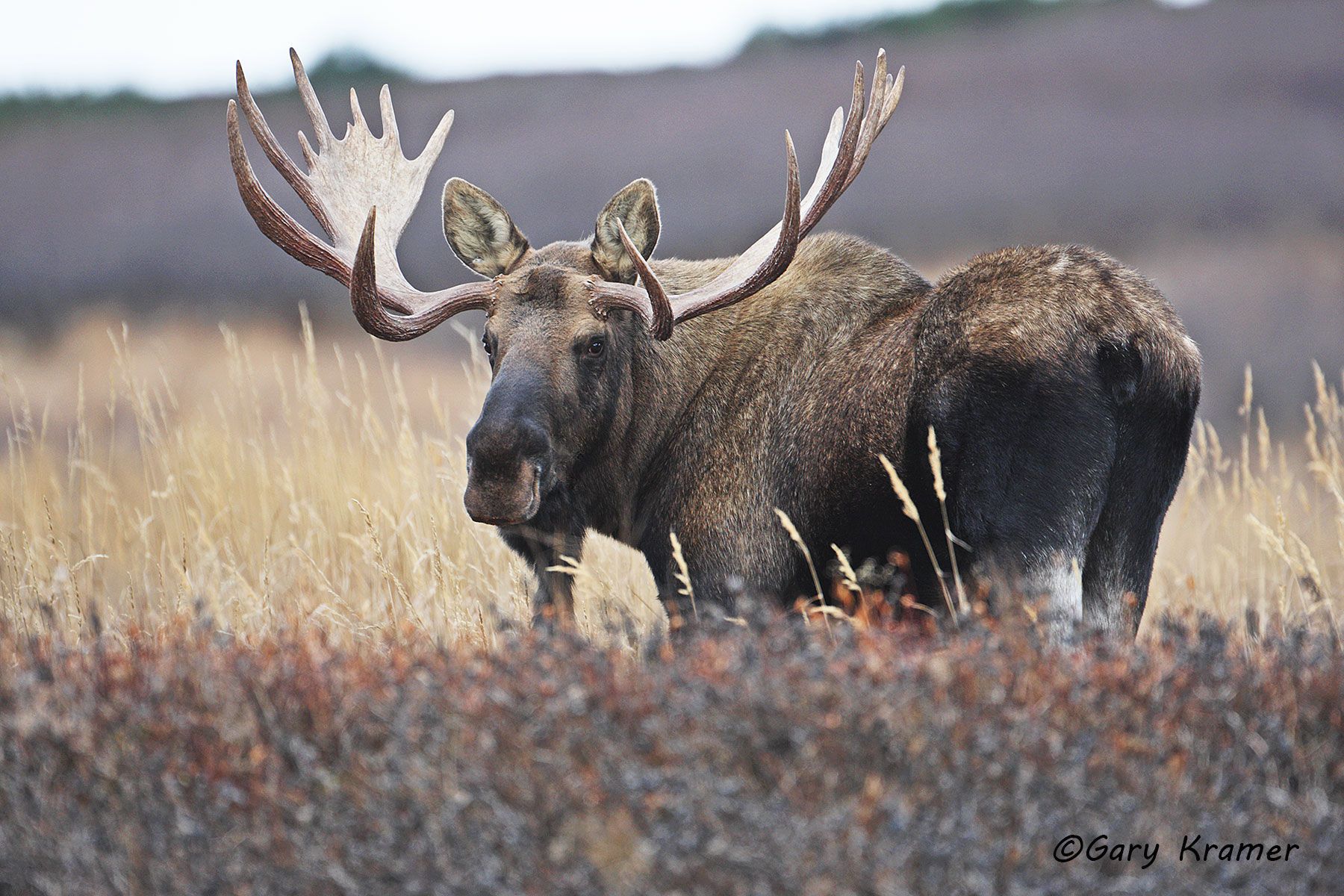 Moose (Alces alces) by GaryKramer.net, 530-934-3873, gkramer@cwo.com Moose (Alces alces) - NMM#346d