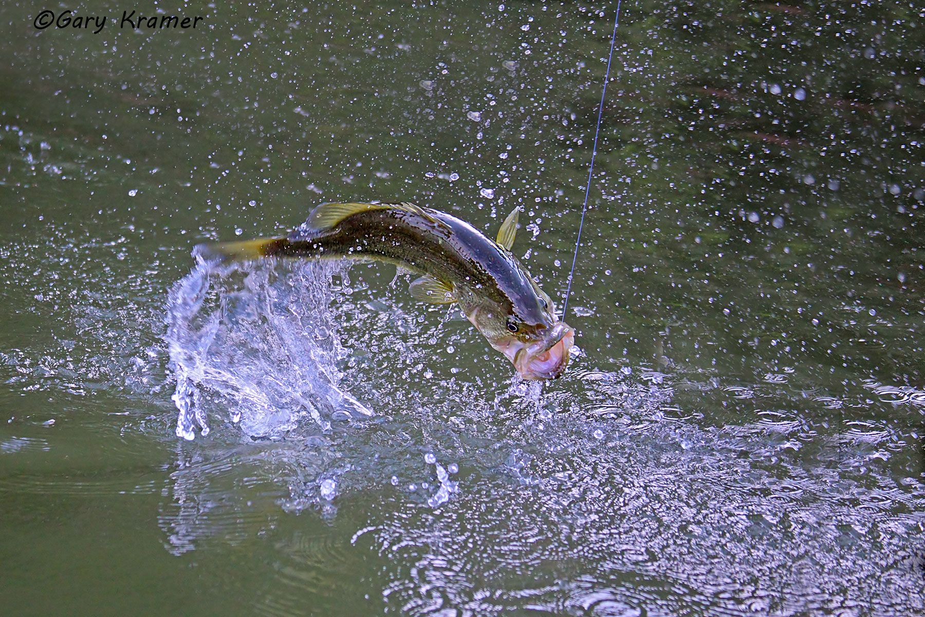 Jumping Largemouth Bass (Micropterus salmoides) - NFFBj#015d
