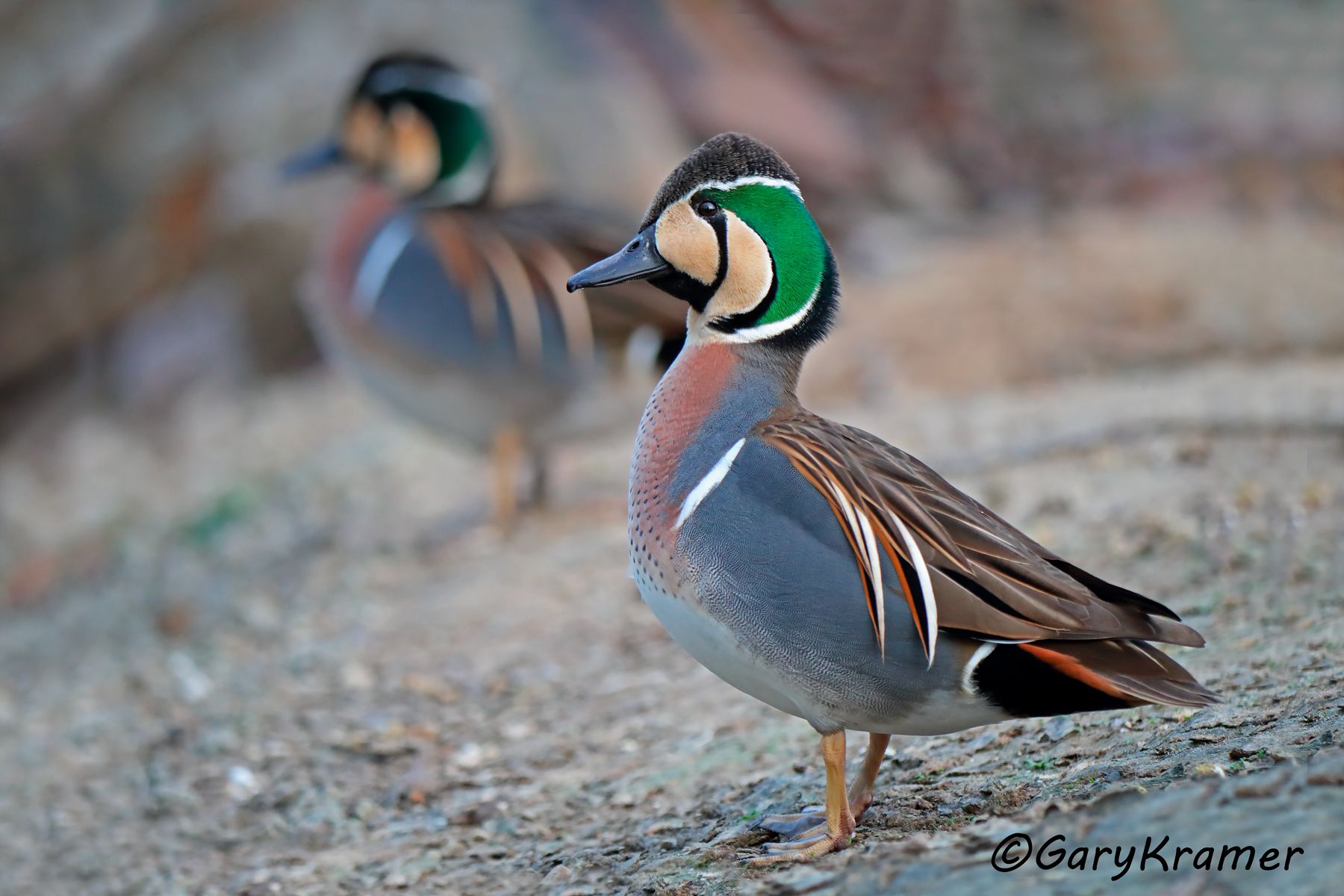 Baikal Teal (Anas formosa)  Baikal Teal (Anas formosa) - SBWB#048d
