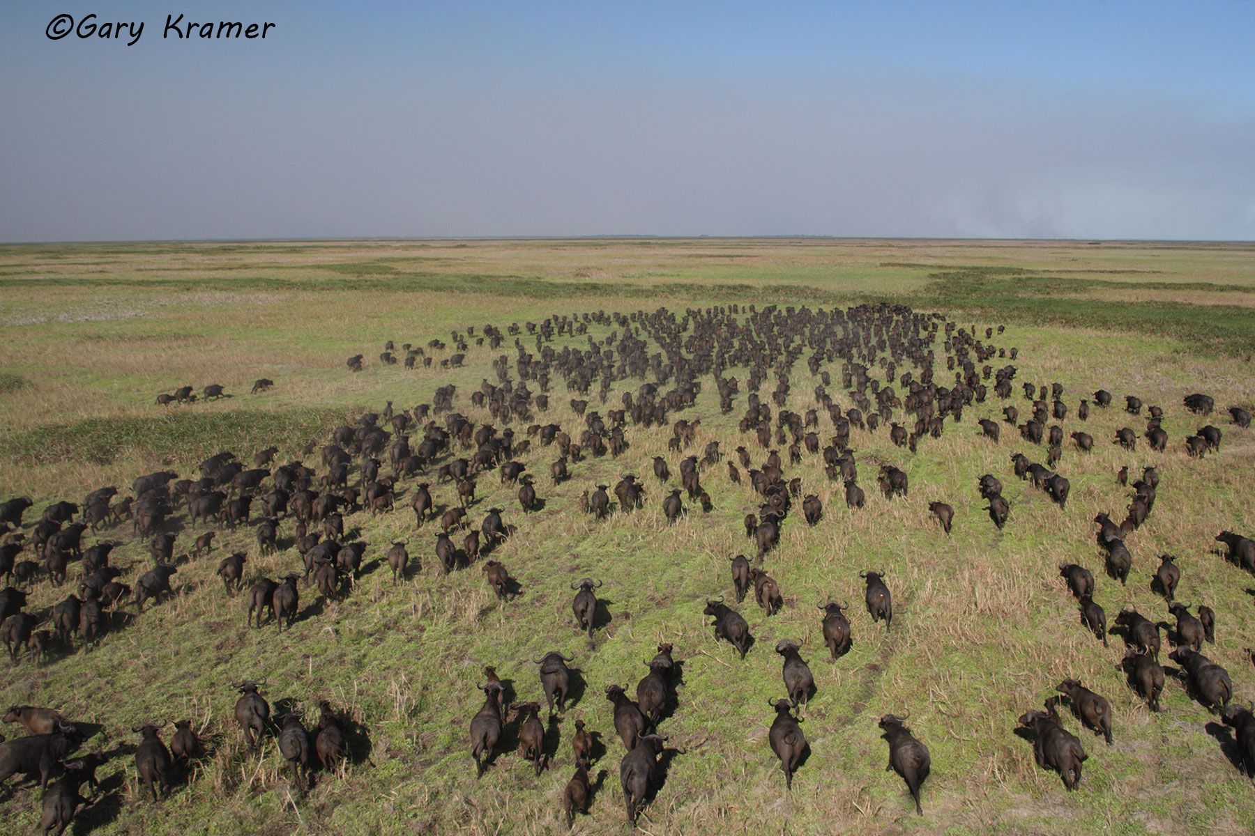 Cape Buffalo (aerial) (Syncerus caffer) Cape Buffalo (aerial) (Syncerus caffer) - AMBa#116d