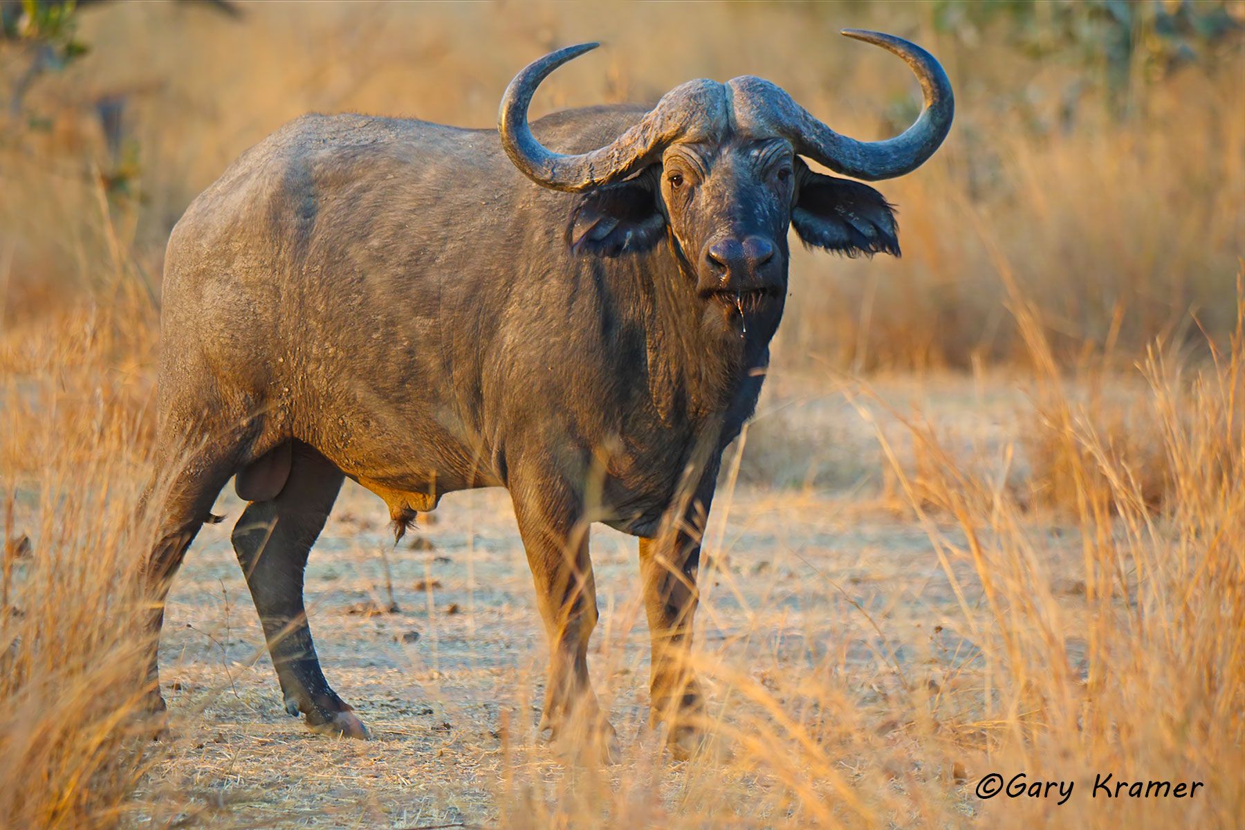 Cape Buffalo (Syncerus caffer) Cape Buffalo (Syncerus caffer) - AMB#1282d
