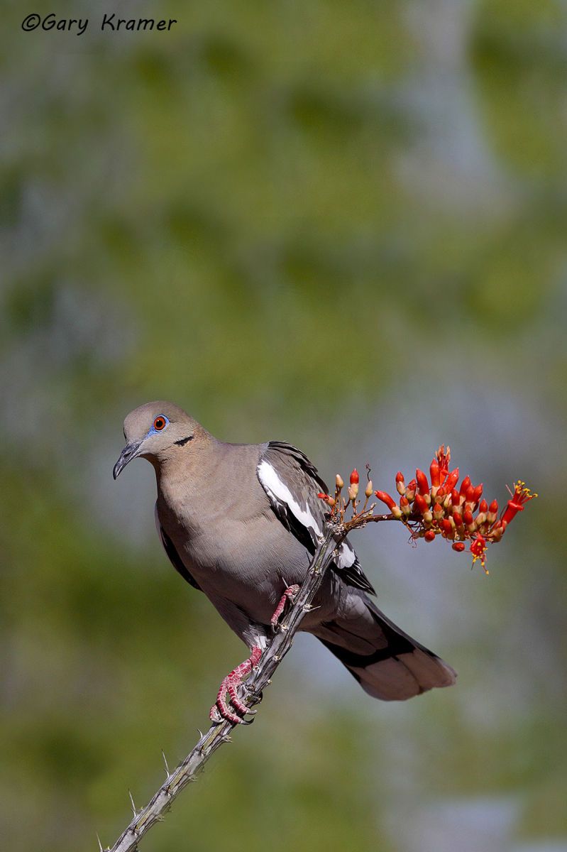 White-winged Dove (Zenaida asiatica) - NBDWw#292d(2)