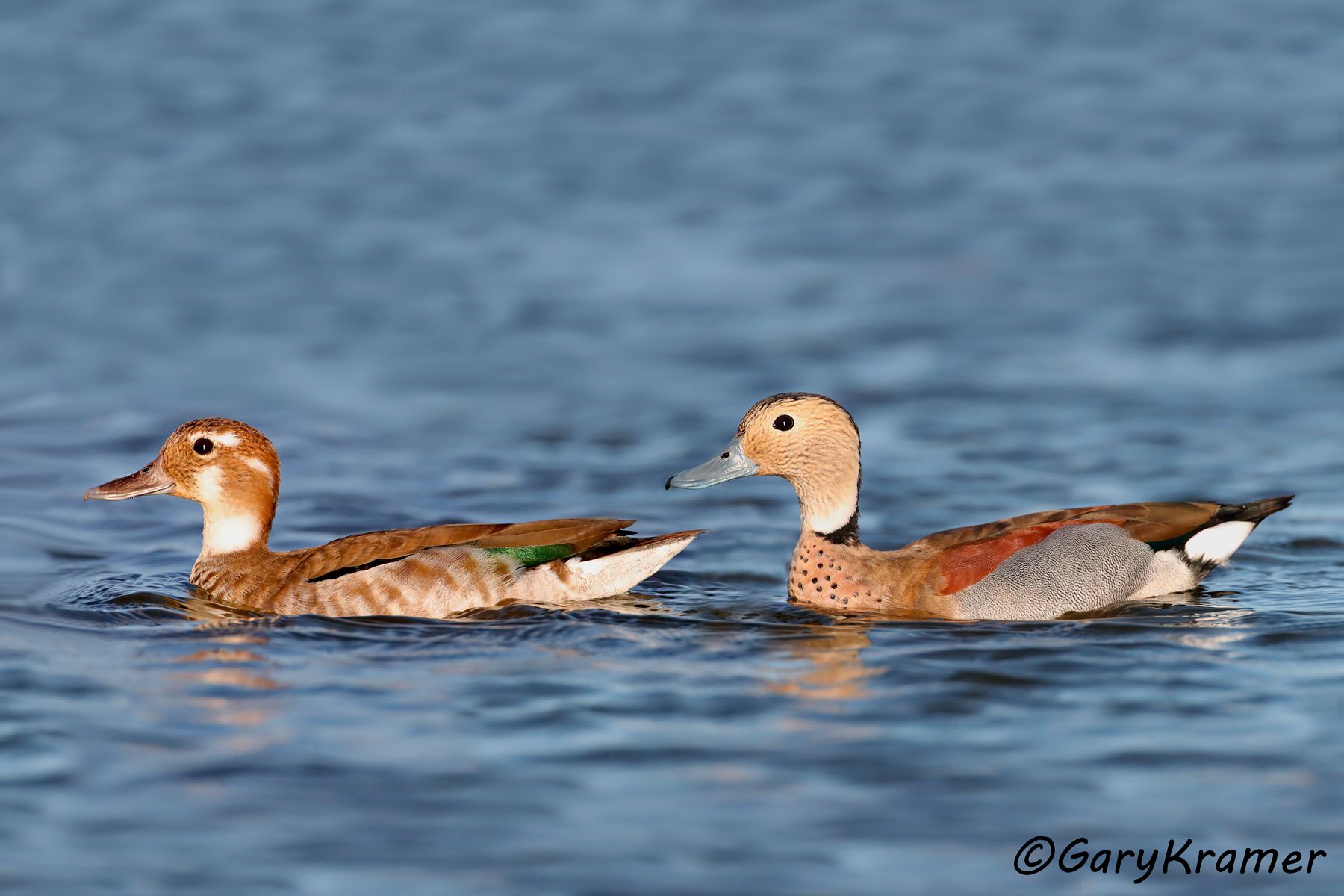 Ringed Teal (Callonetta leucophrys) - SBWT#371d(2) (Argentina)