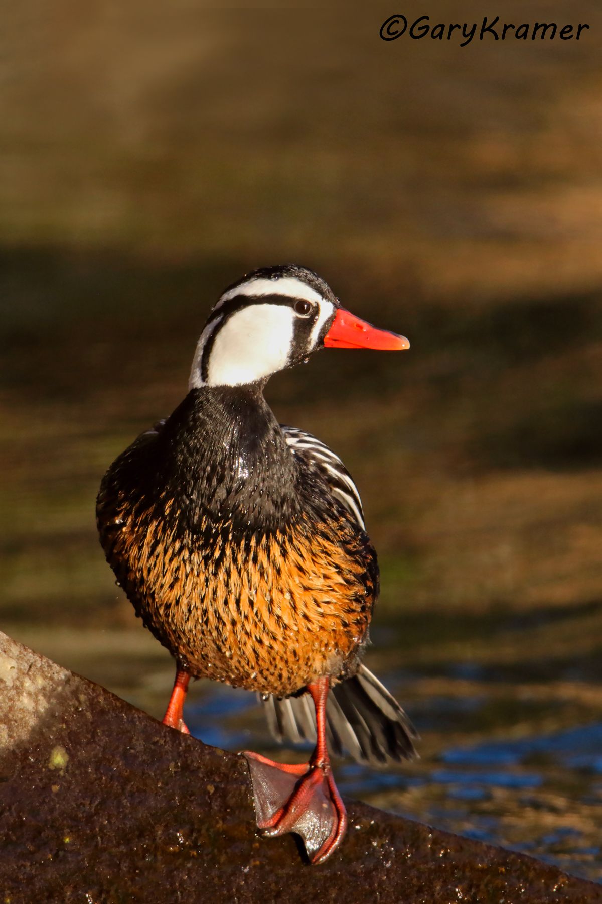 Torrent Duck (Merganetta armata) - SBWO#124d(2) (Chile)