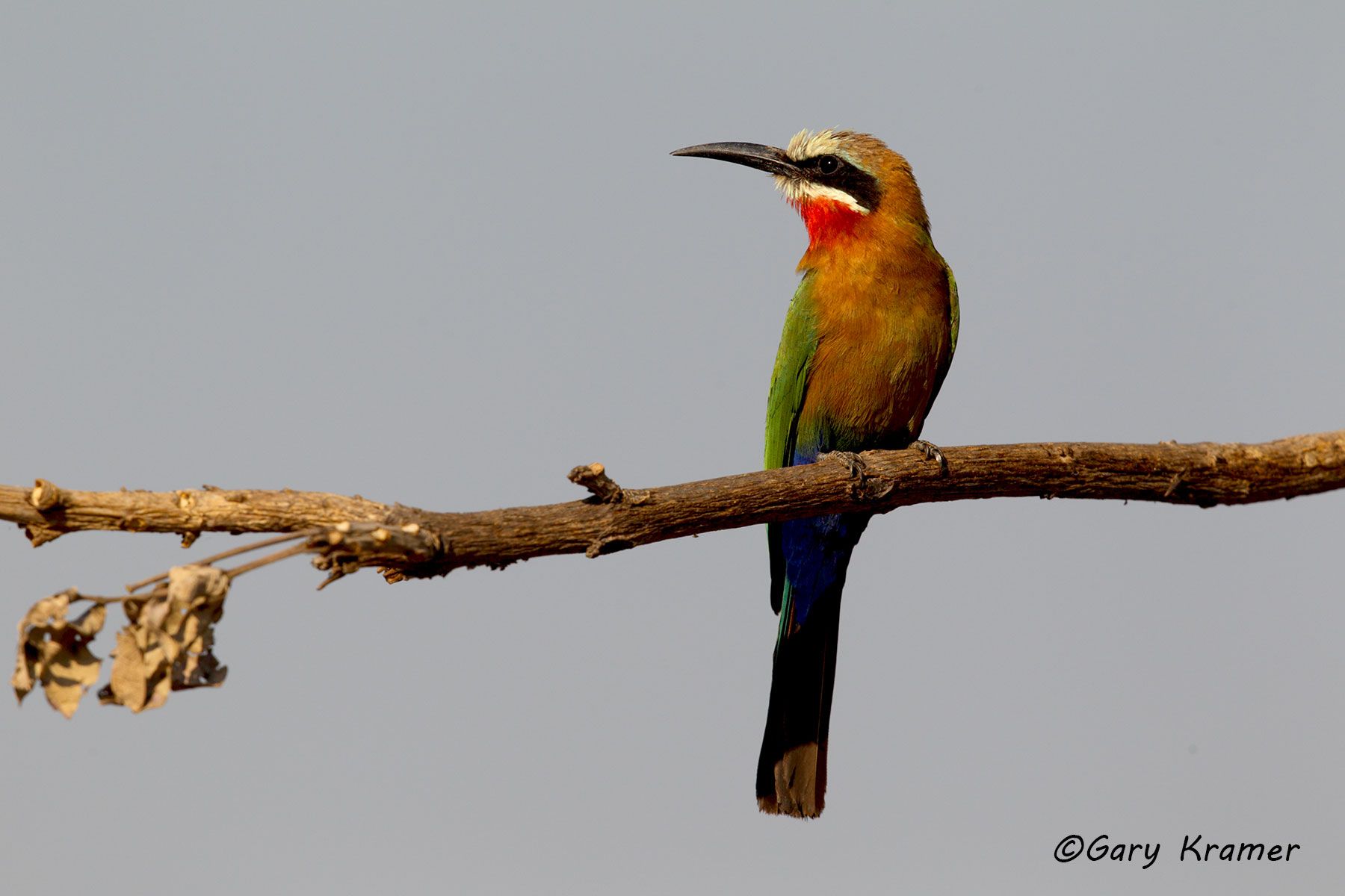 White-fronted Bee-eater (Mergos bullockiodes) White-fronted Bee-eater (Mergos bullockiodes) - ABEEw#001d