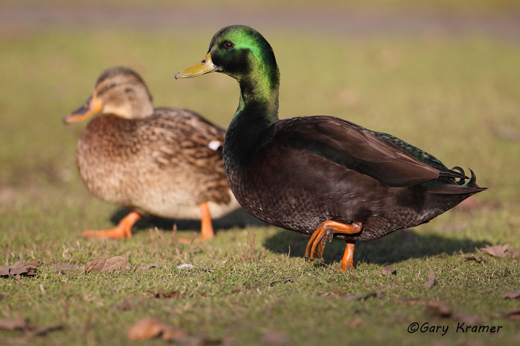 Mallard (Anas platyrhychos) Mallard (Anas platrhynchos) - NBWM#2294d