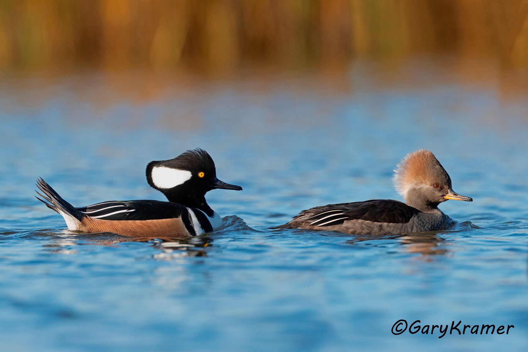 Hooded Merganser (Lophodytes cucullatus) Hooded Merganser (Lophodytes cucullatus) - NBWMh#266d(2)