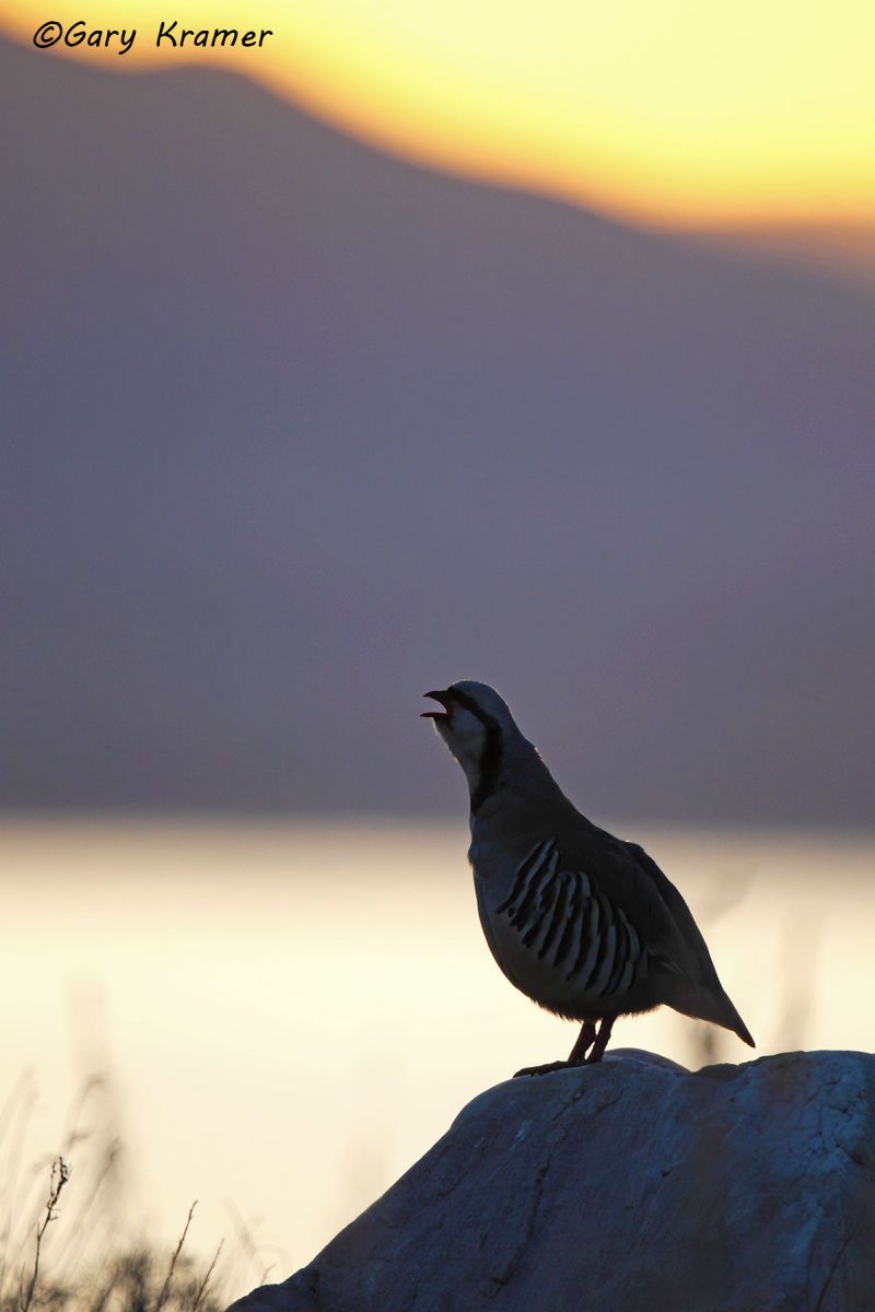 Chukar (Alectoris chukar) Chukar (Alectoris chukar) - NBGC#346d