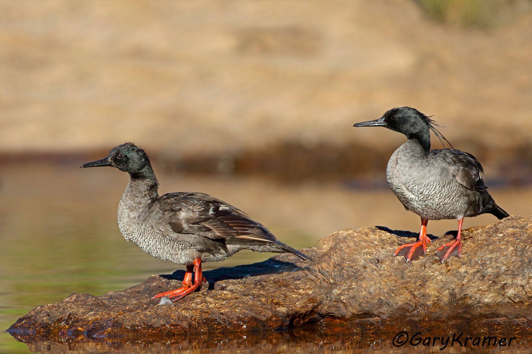 Brazilian Merganser (Mergus octosetaceus) - SBWMb#188d(2) (Brazil)