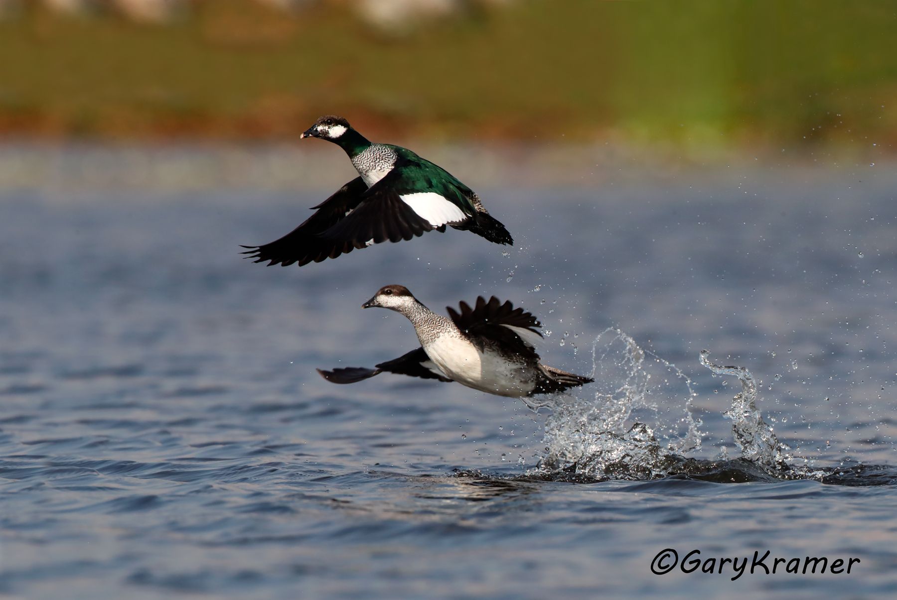 Green Pygmy Goose (Nettapus pulchellus)  Green Pygmy Goose (Nettapus pulchellus) - OBWPga#097d