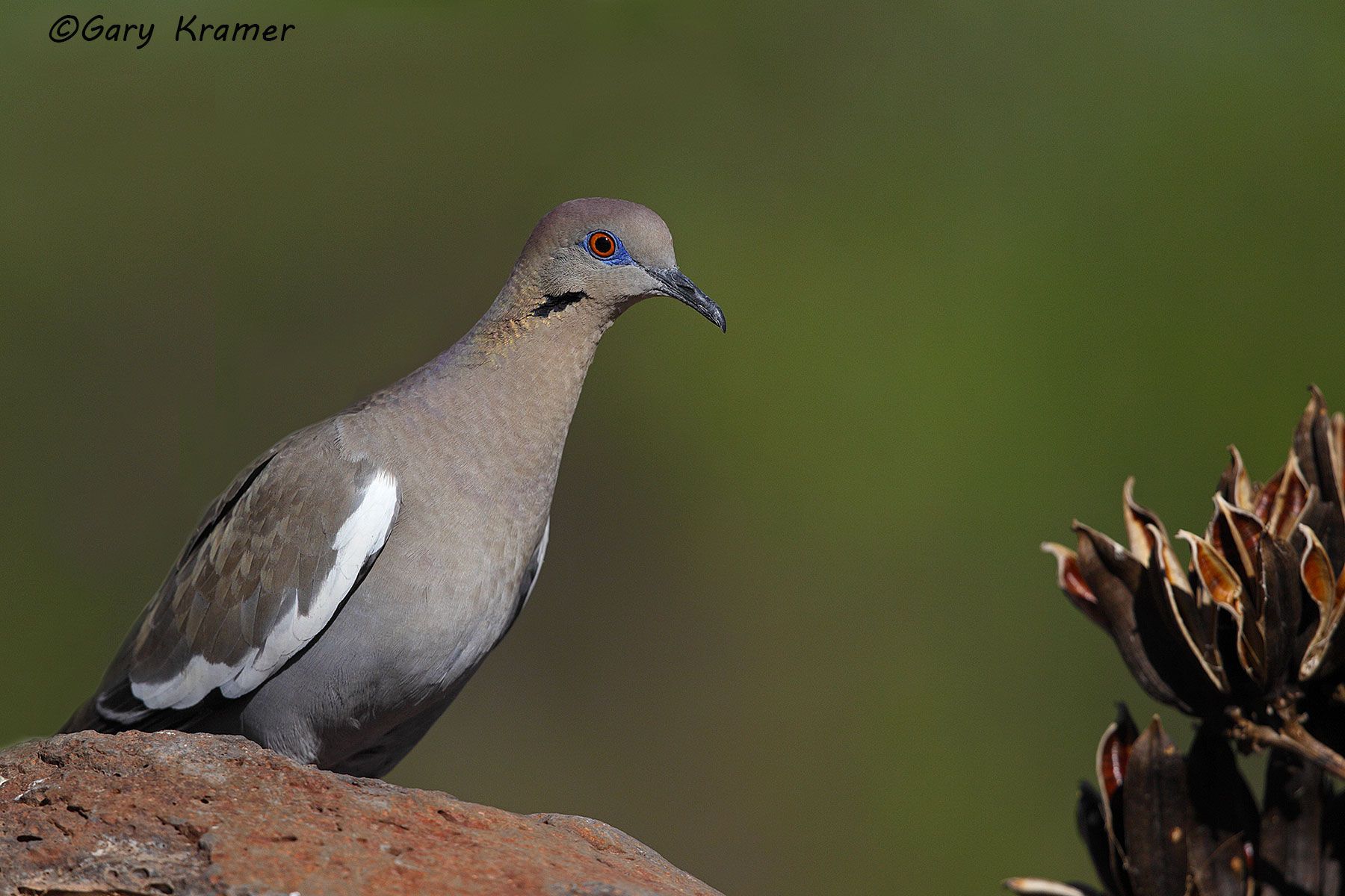 White-winged Dove (Zenaida asiatica) - NBDWw#267d