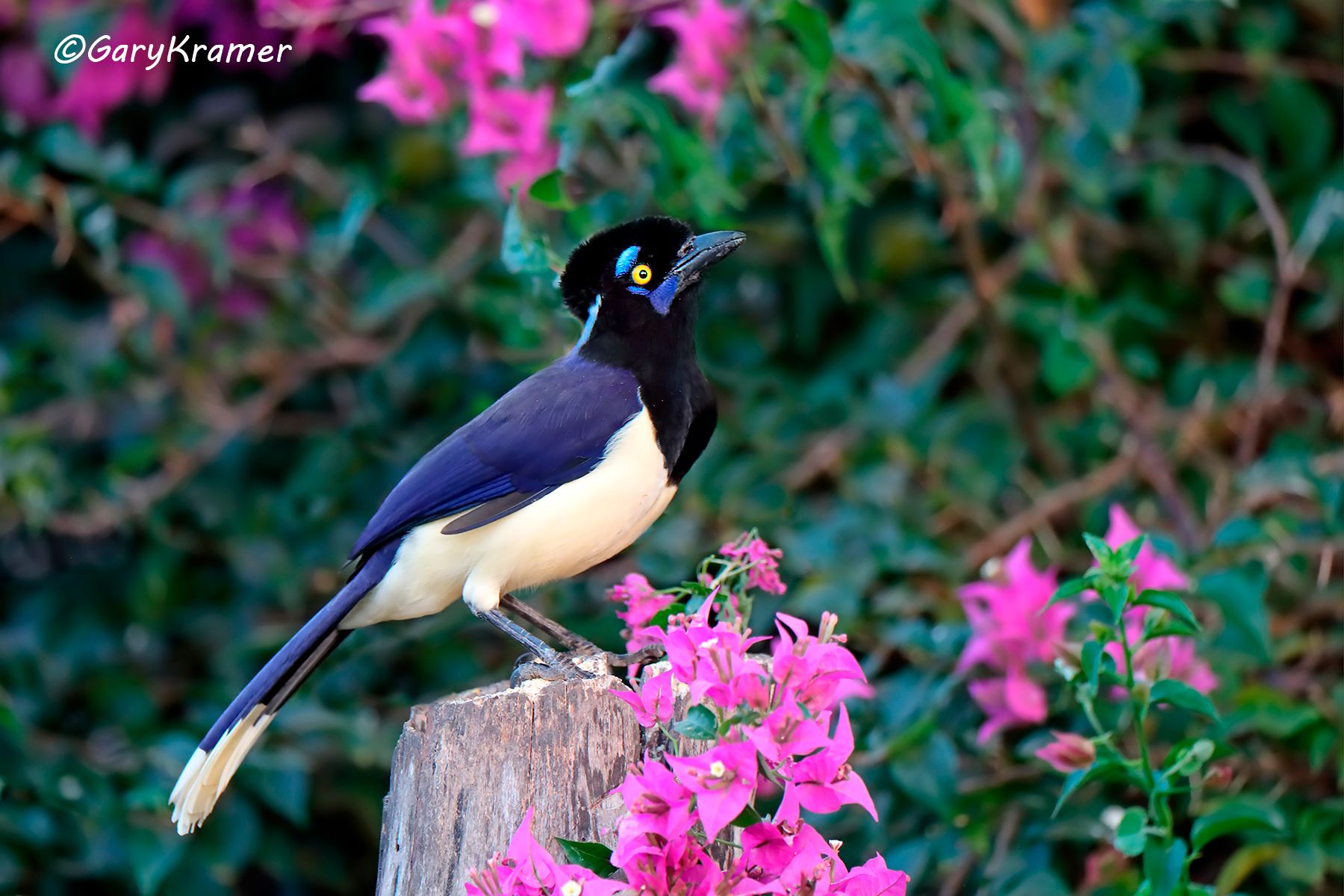 Plush-crested Jay (Cyanocorax chrysops) Plush-crested Jay (Cyanocorax chrysops) - SBJpc#004d