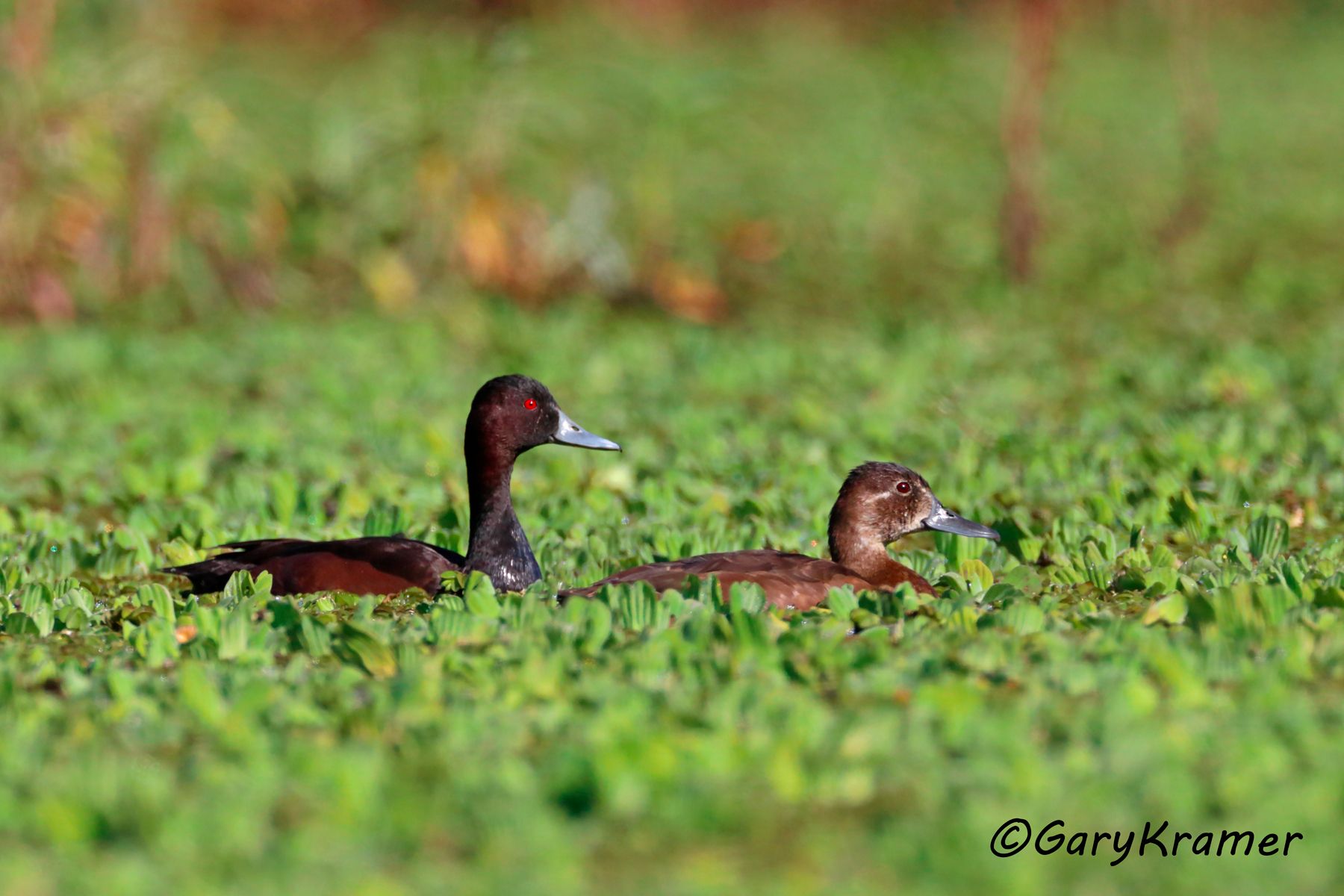 Southern Pochard (Netta erythrophthalma) - EBWPs#170d(2)