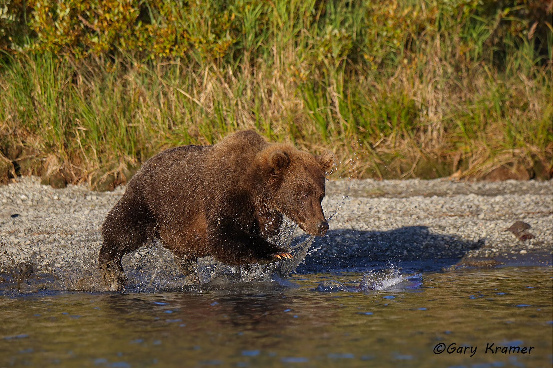 Alaskan Brown Bear (Ursus middlendorffi) by GaryKramer.net, 530-934-3873, gkramer@cwo.com Alaskan Brown Bear (Urusus middlendorffi) - NMBA#380d
