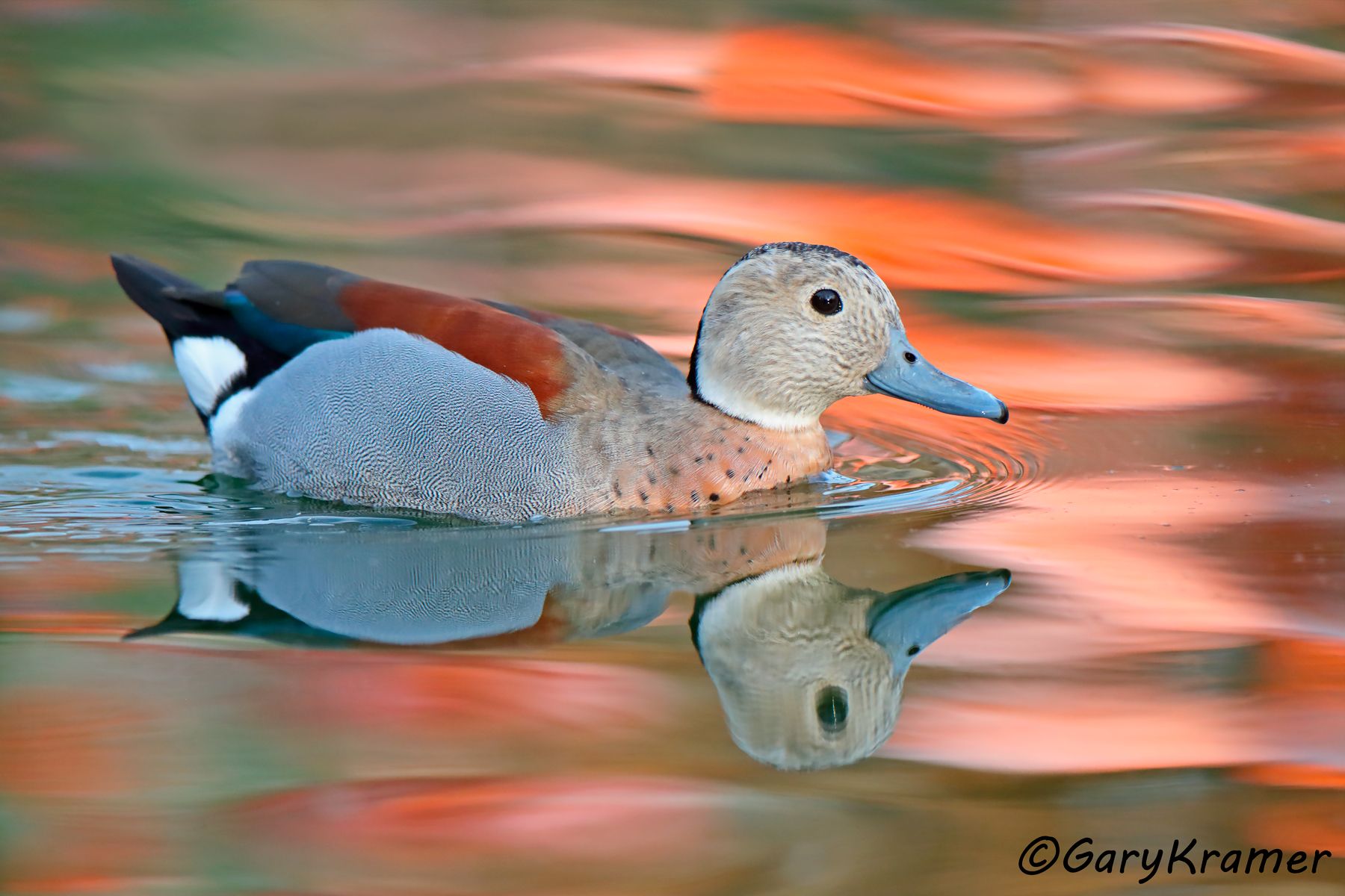 Ringed Teal (Callonetta leucophrys) - SBWT#350d (Uruguay)
