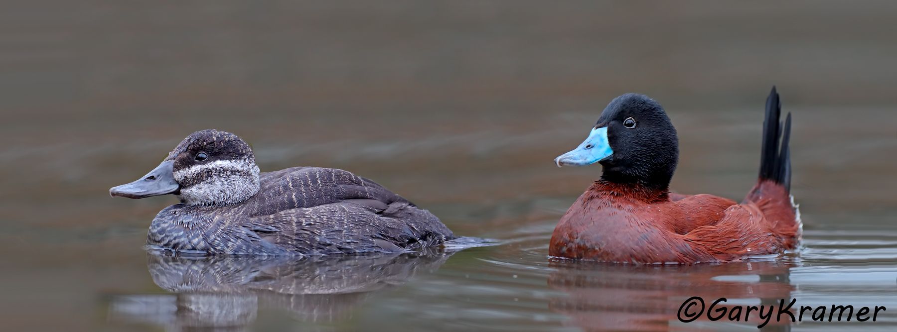 Lake Duck (Oxyura vittata) - SBWAb#047d(P) (Argentina)