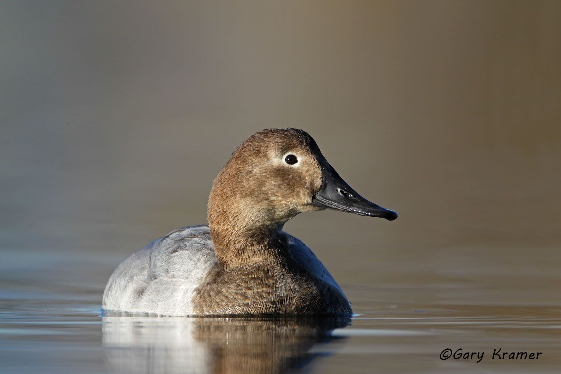 Canvasback (Aythya valisineria) Canvasback (Aythya valisineria) - NBWC#911d