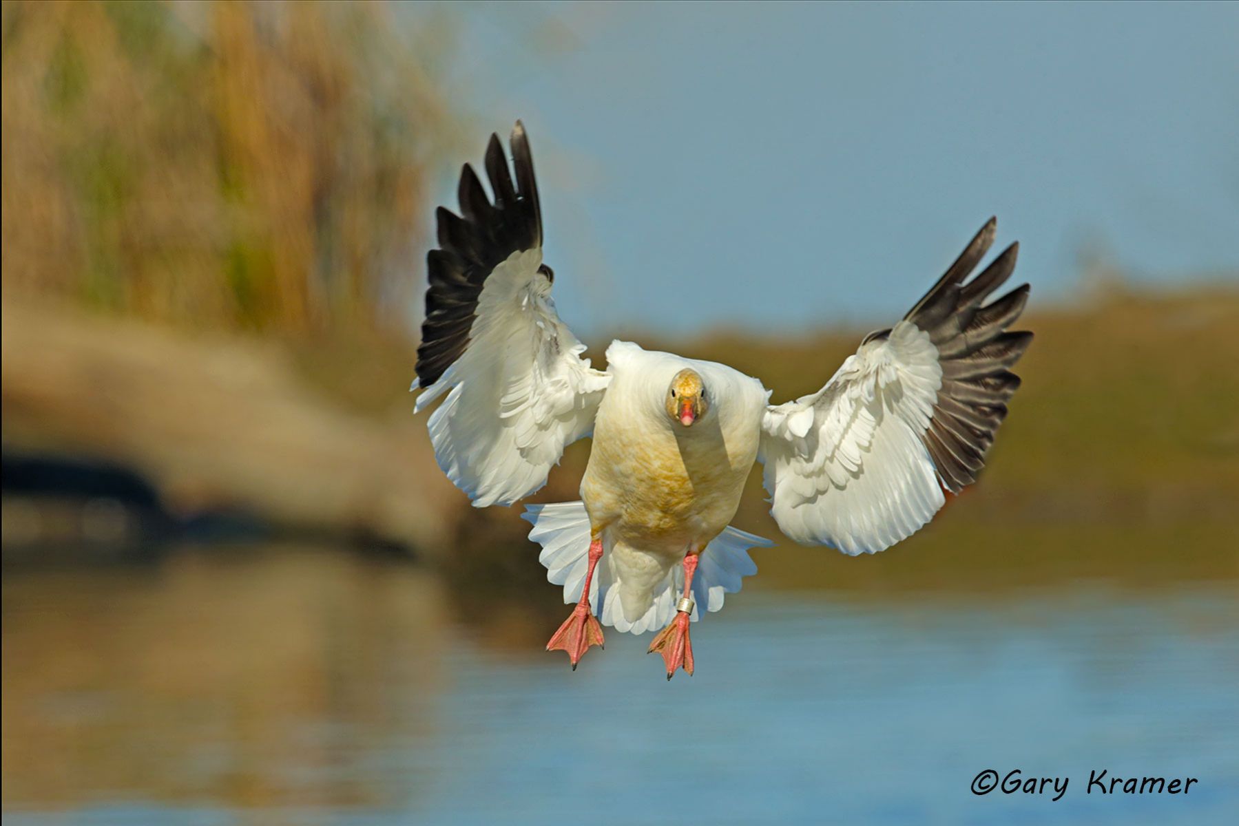 Ross's Goose (Anser rossii) - NBWRg#707d