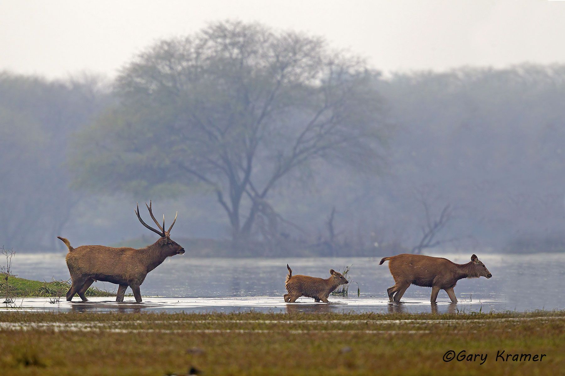 Sambar Deer (Rusa unicolor) Sambar Deer (Rusa unicolor) - IMDs#003d