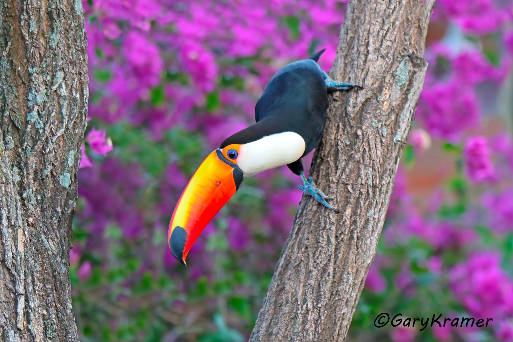 Toco Toucan (Ramphatos toco) - SBTt#180d