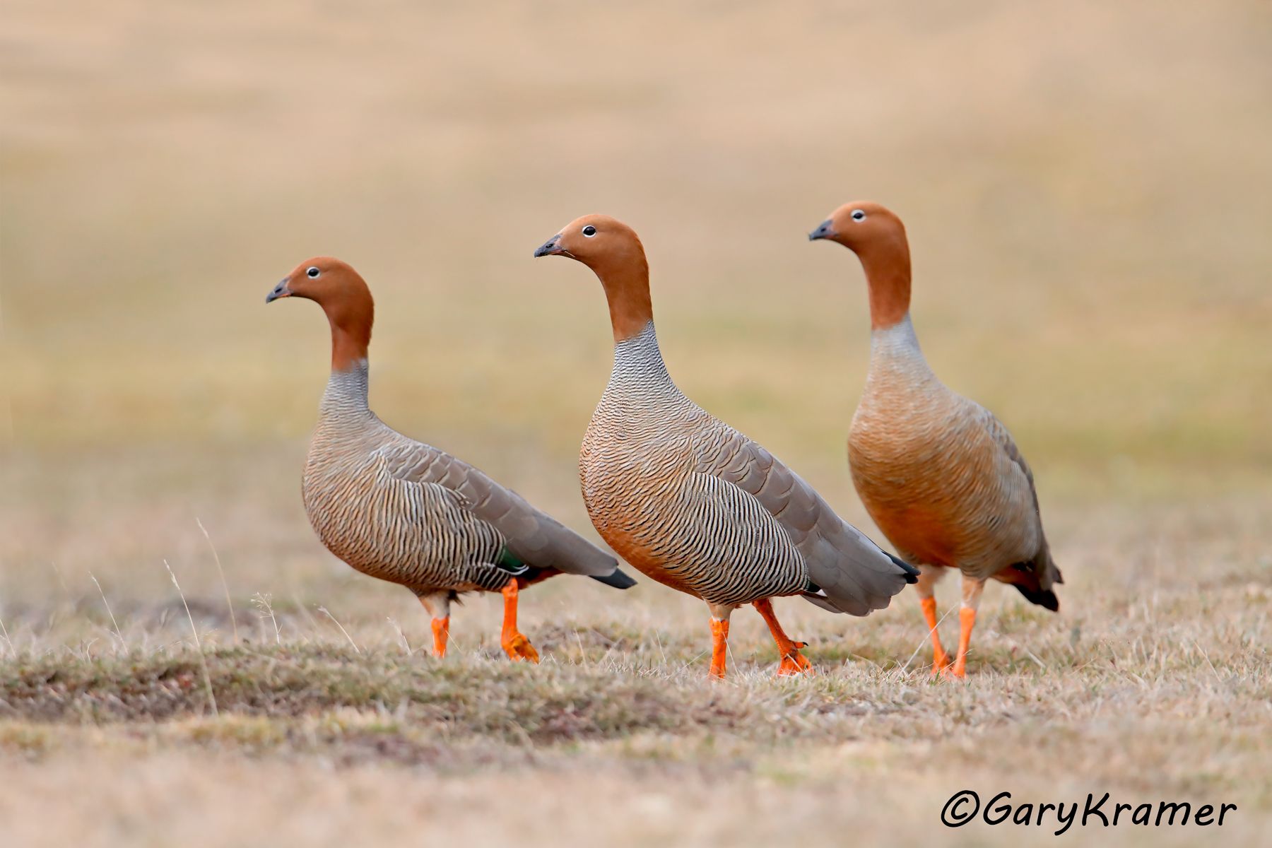 Ruddy-headed Goose (Chloephaga rubidiceps) - SBWGr#281d (Chile)