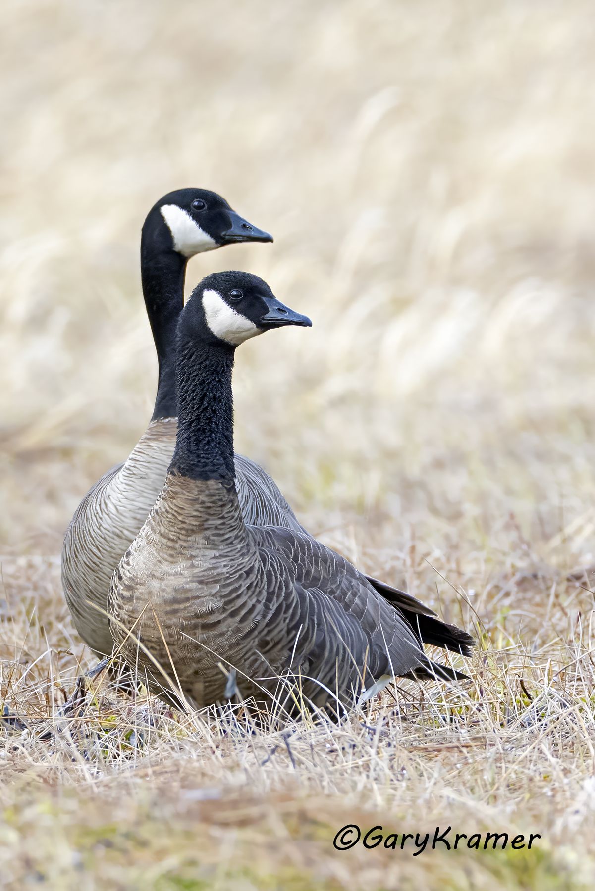 Canada Goose (Dusky) (Branta canadensis occidentalis) - NBWCd#102d(2)