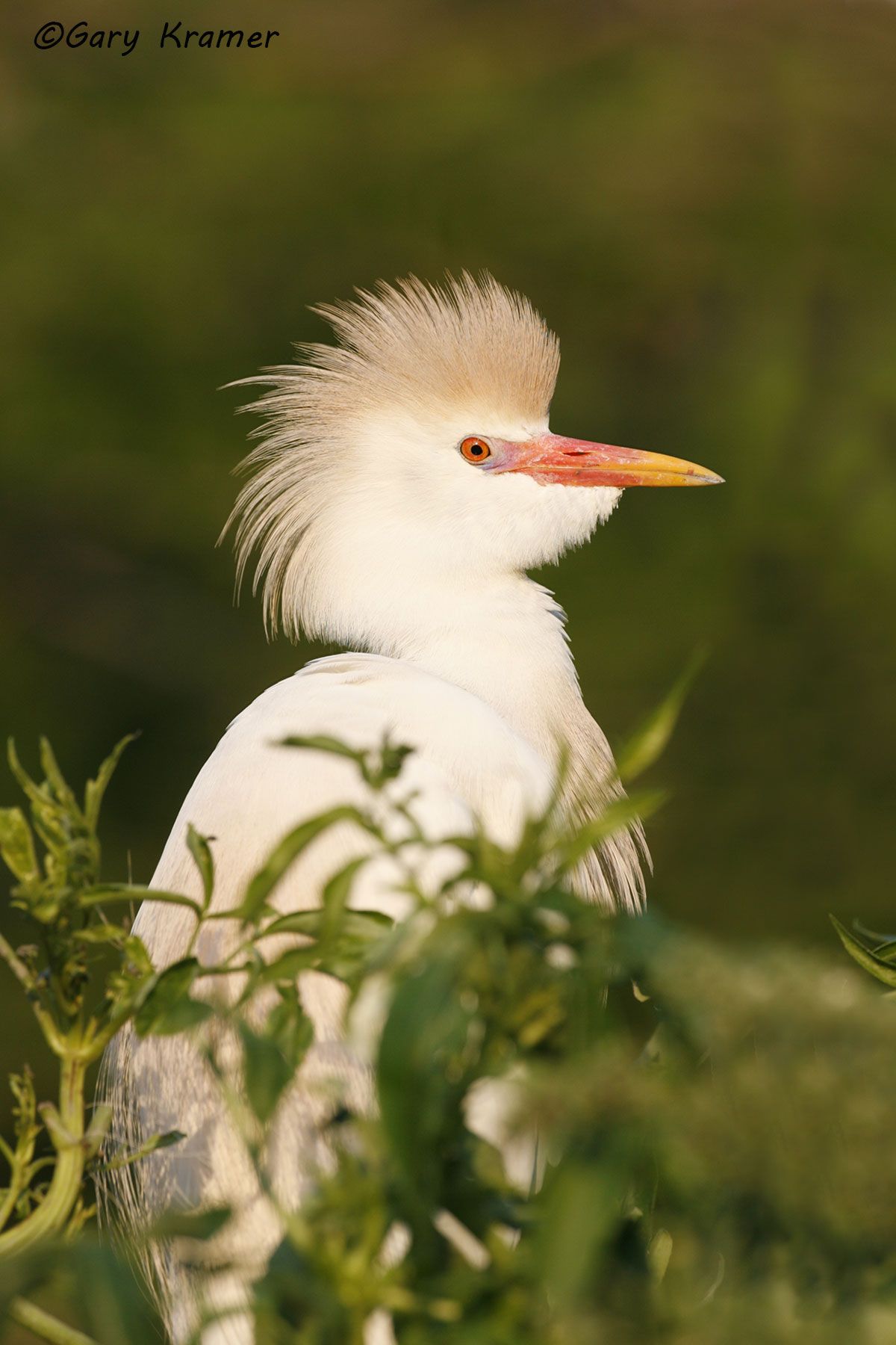 Cattle Egret (Bubulcus ibis) Cattle Egret (Bubulcus ibis) - NBHC#038d