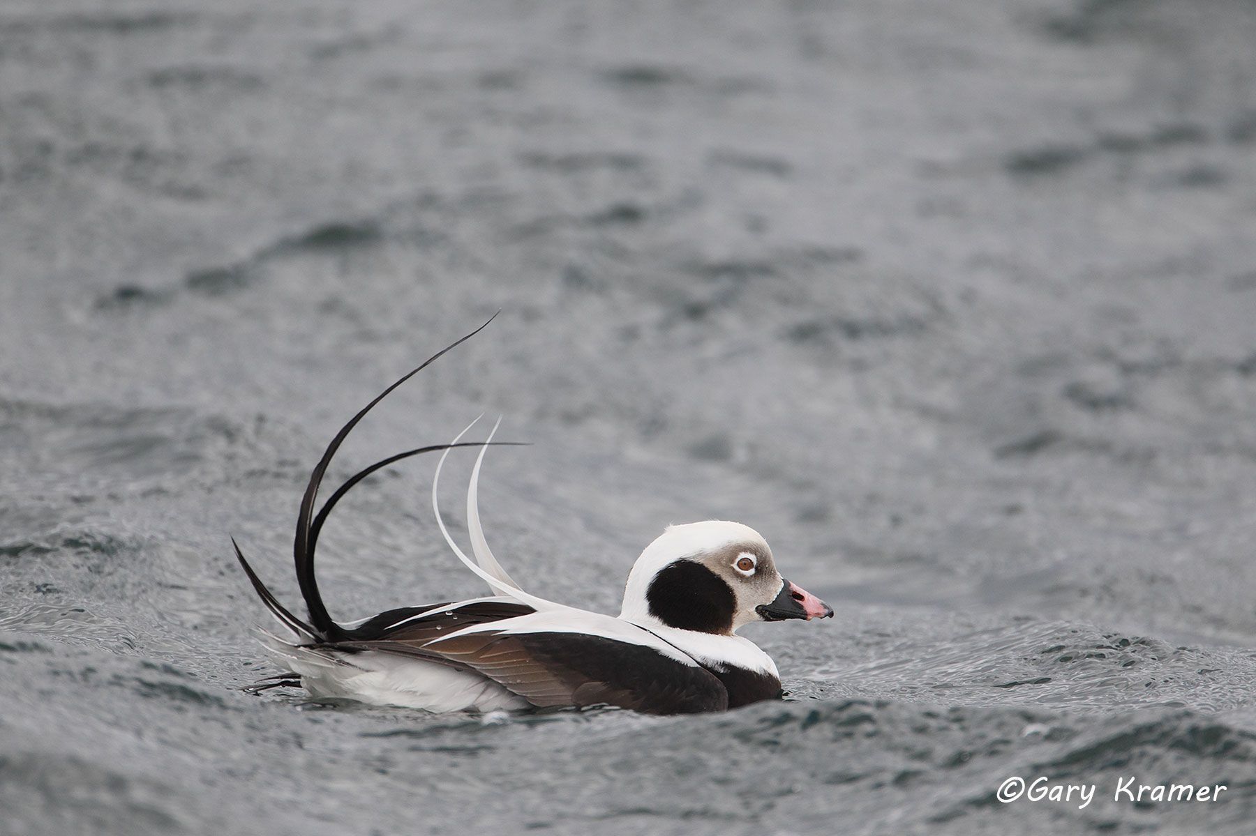 Long-tailed Duck (winter) (Clangula hyemalis)  Long-tailed Duck (winter) (Clangula hyemalis)  - NBWO#134d