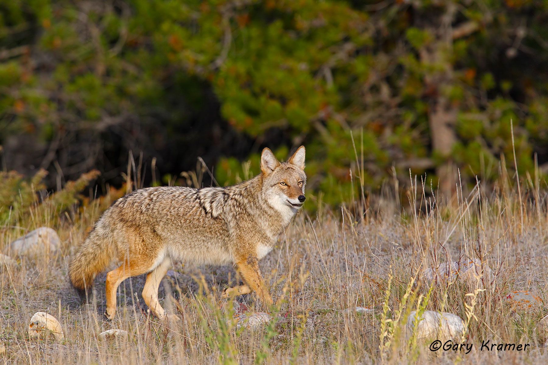 Coyote (Canis latrans)- NMC#1106d