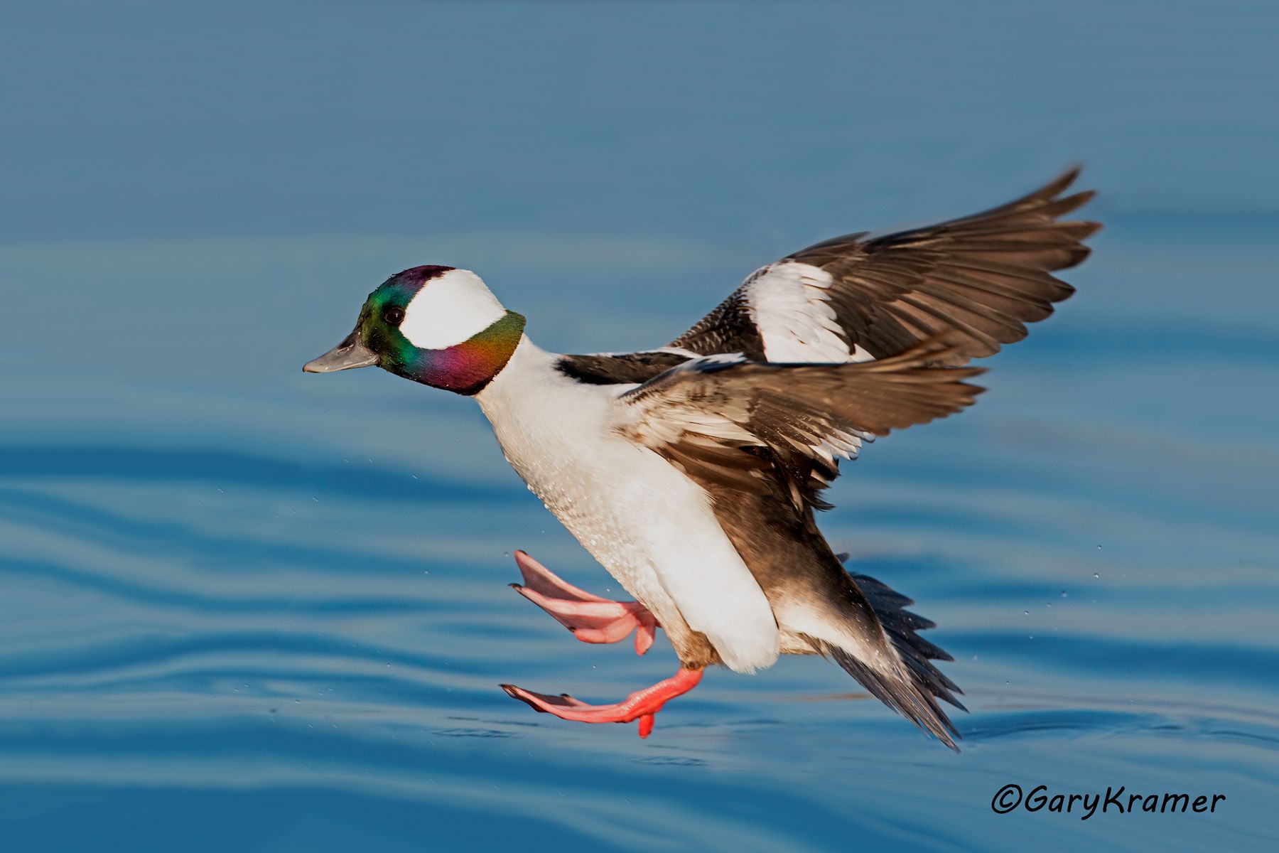 Bufflehead (Bucephala albeola) Bufflehead (Bucephala albeola) - NBWB#501d(2)