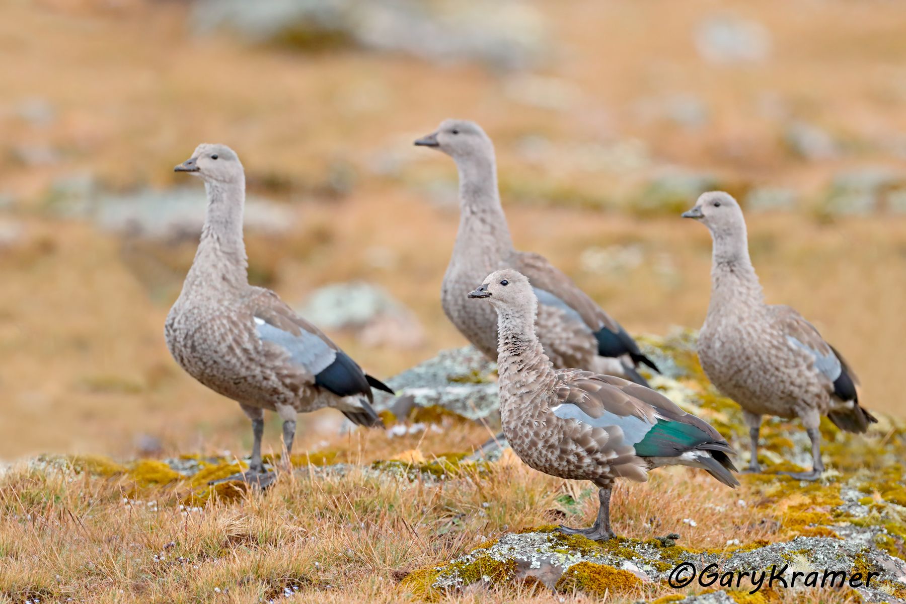 Blue-winged Goose (Cyanochen cyanoptera)  Blue-winged Goose (Cyanochen cyanoptera) - SBWBg#209d (Ethiopia)