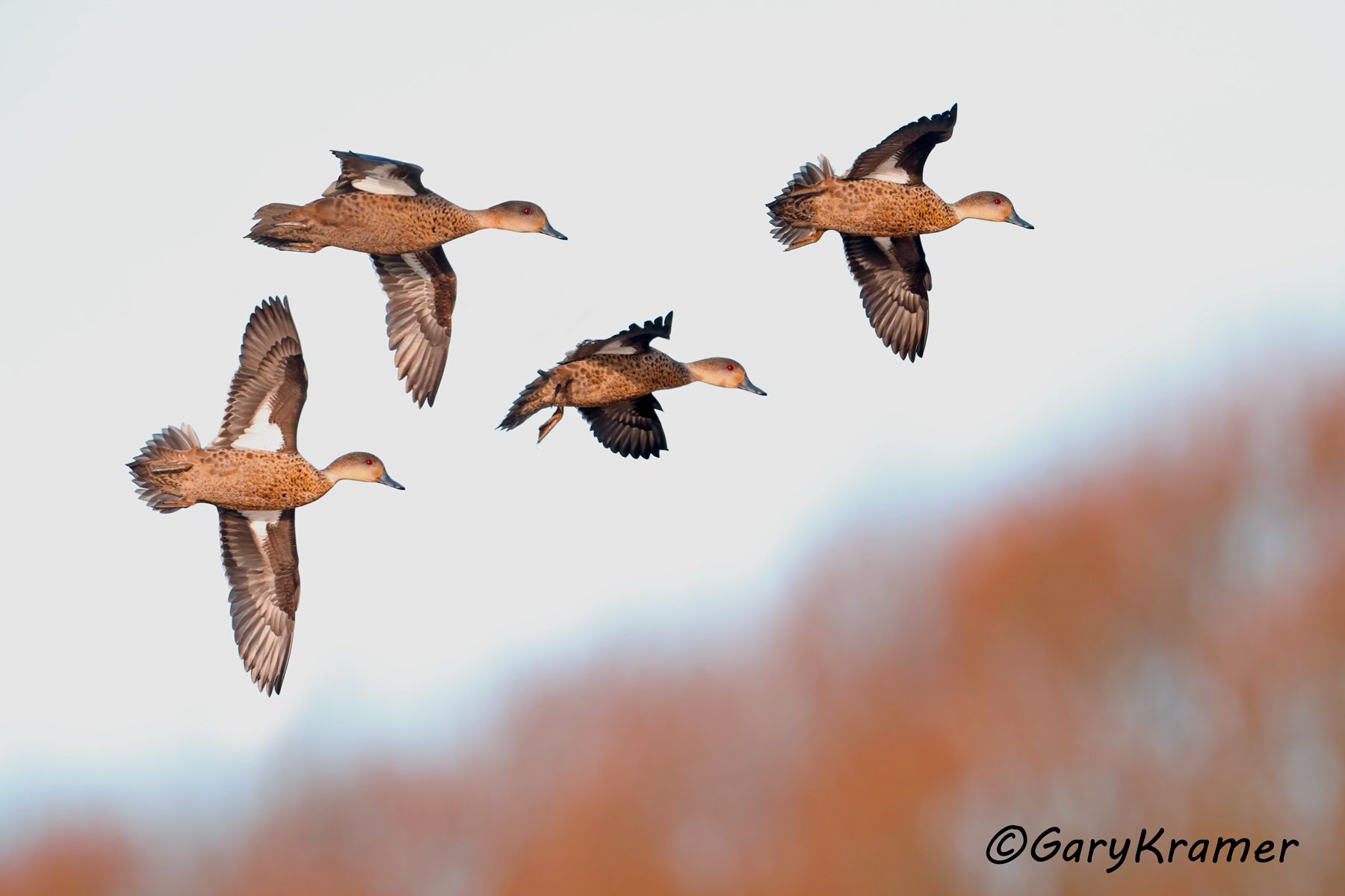 Grey Teal (Anas gibberifrons) Grey Teal (Anas gibberifrons) - OBWGt#095d(2)