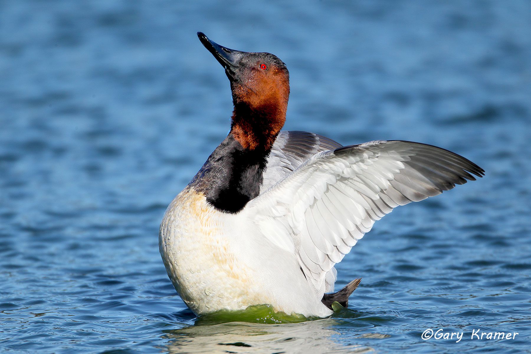 Canvasback Redhead Gary Kramer Photographer / Writer