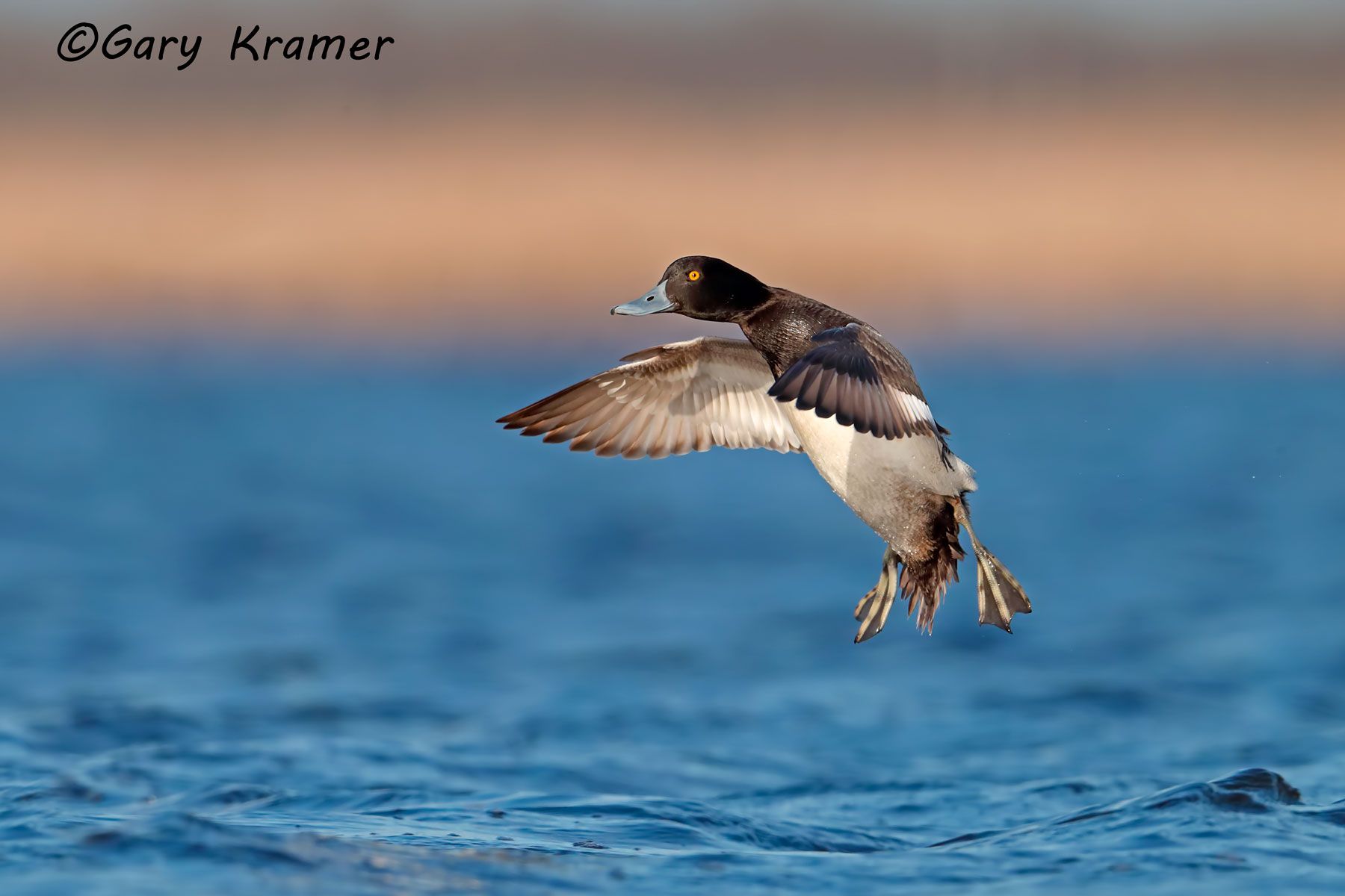 Lesser Scaup (Aythya affinis) - NBWSl#1361d