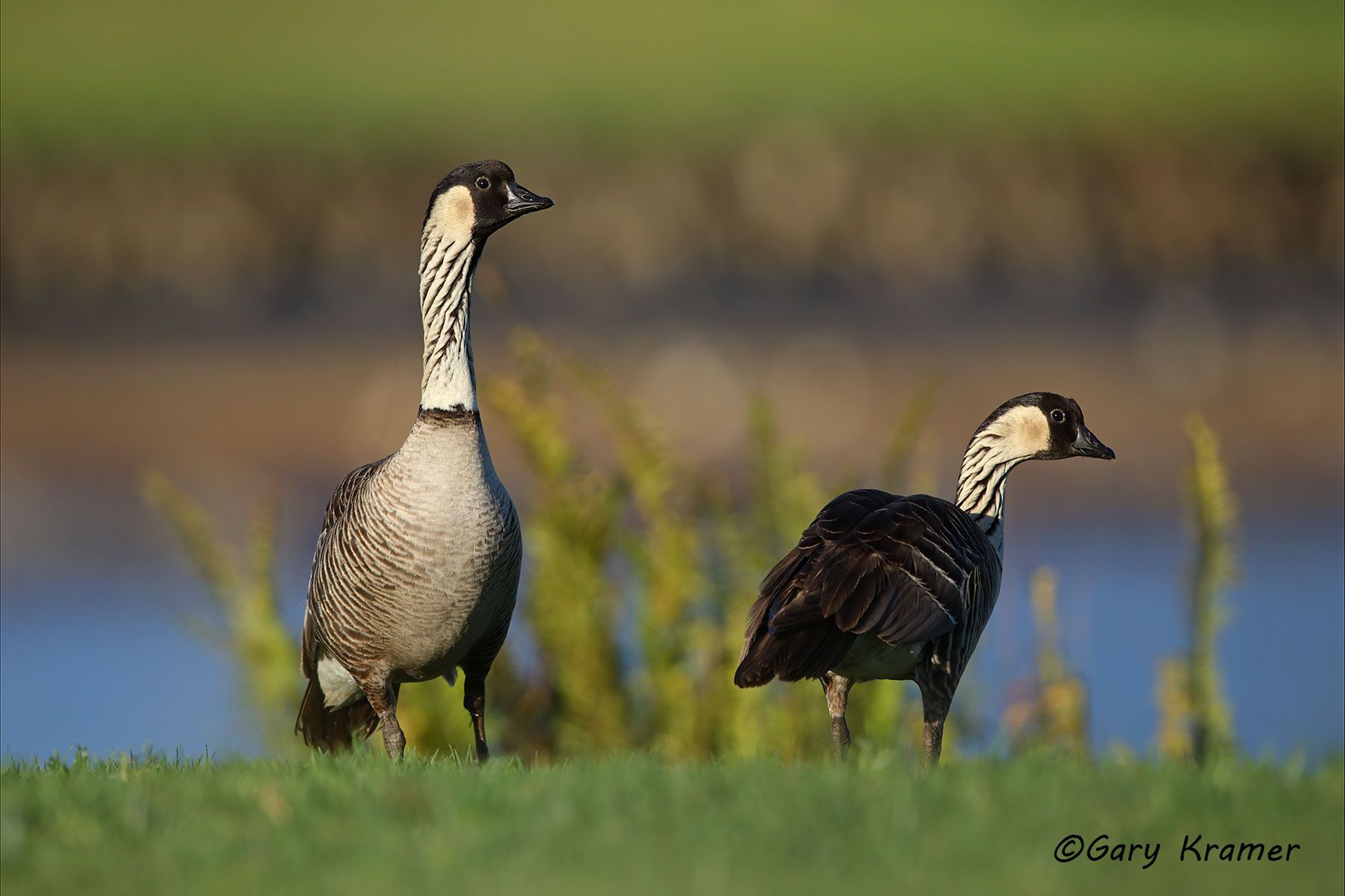 Hawaiian Goose (Nene) (Branta sandvicensis) Hawaiian Goose (Nene) (Branta sandvicensis) - NBWN#490d