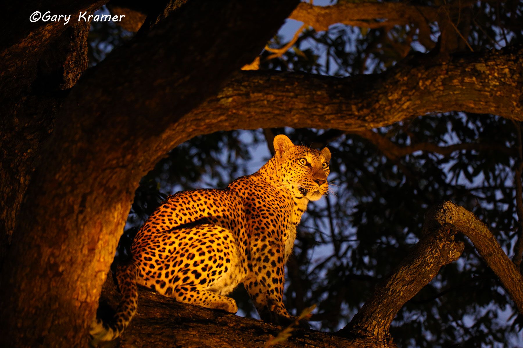 Leopard (Panthera pardus) Leopard (Panthera pardus) - AMPL#634d.jpg