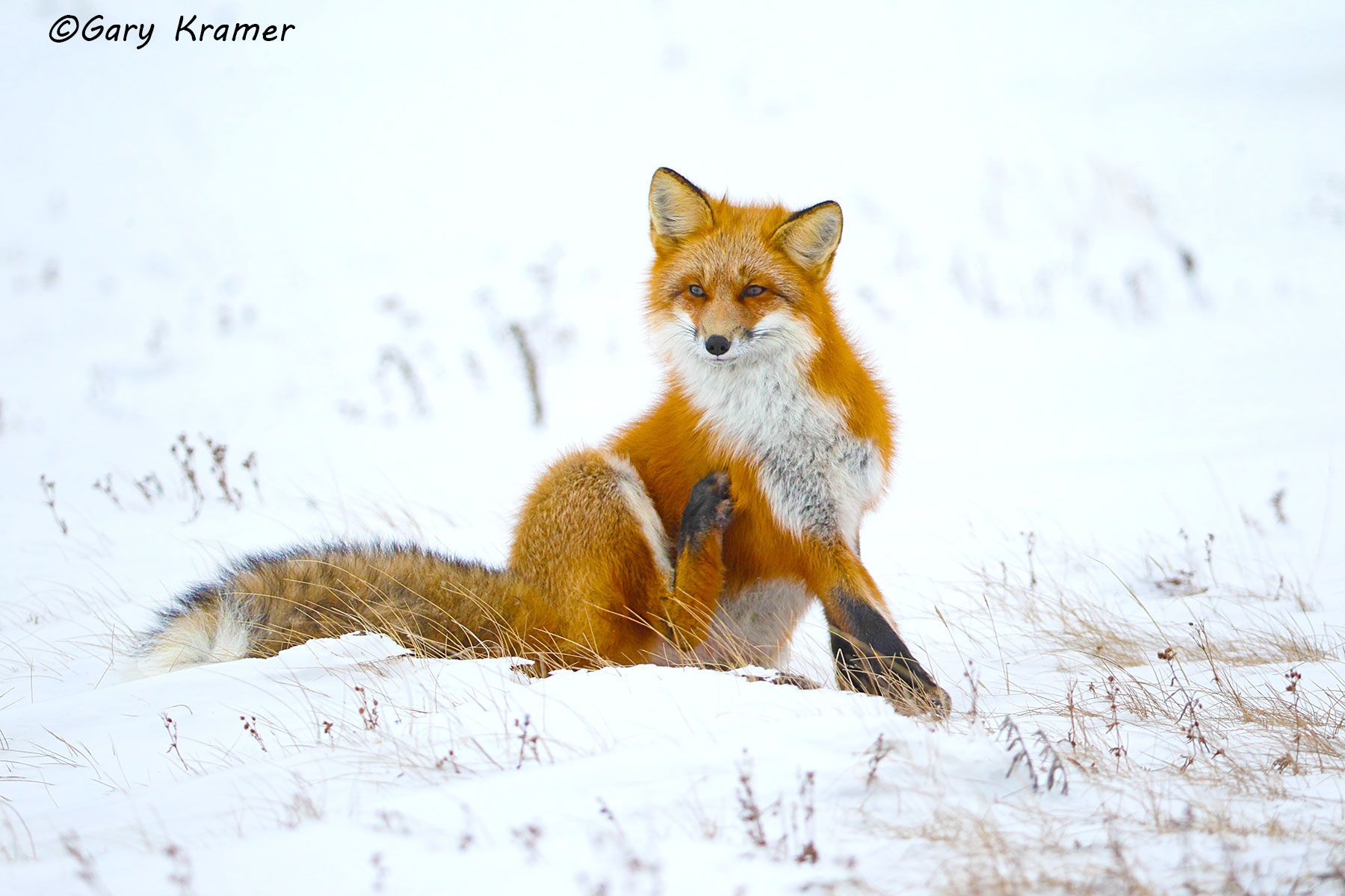 Red Fox (Vulpes fulva) - NMFr#841d