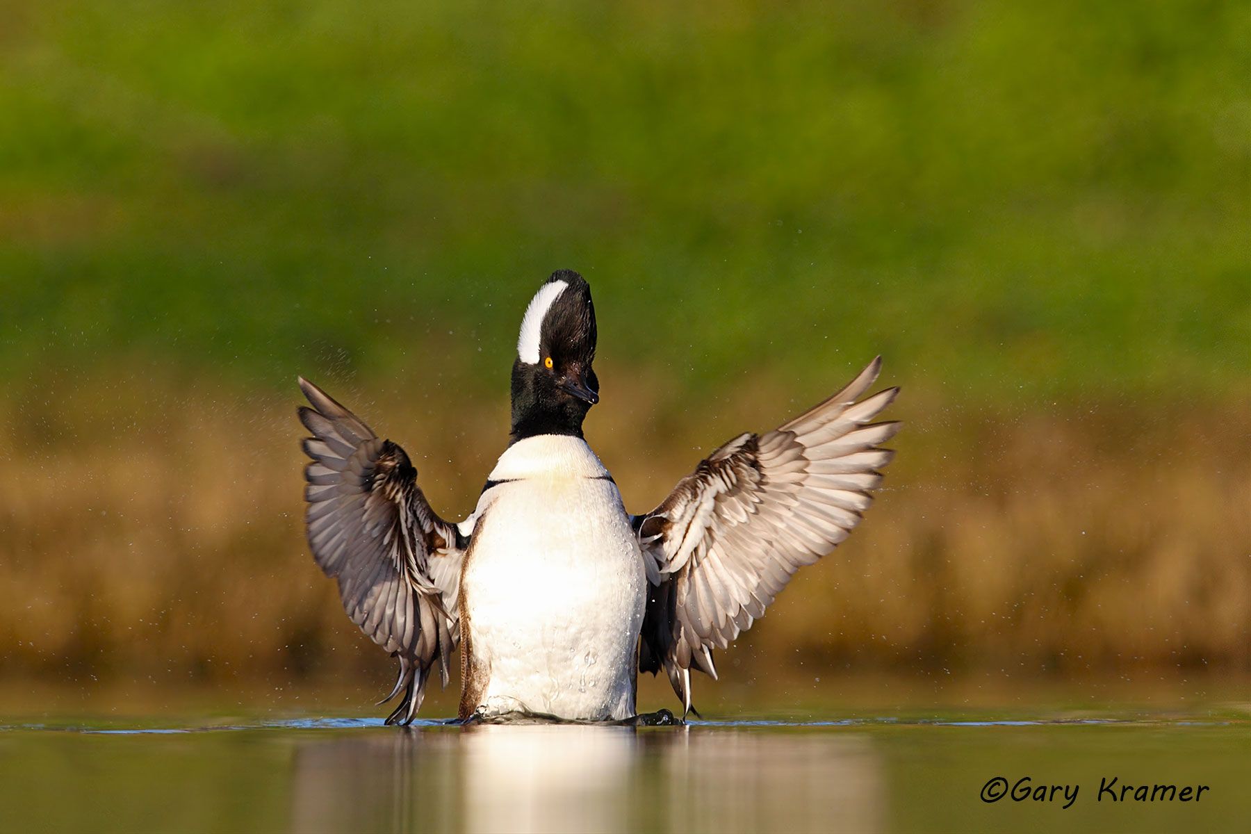 Hooded Merganser (Lophodytes cucullatus) Hooded Merganser (Lophodytes cucullatus) - NBWMh#061d