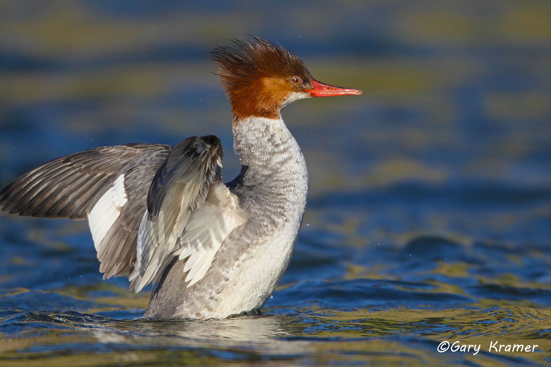 Common Merganser (Mergus merganser) Common Merganser (Mergus merganser) - NBWMc#099d