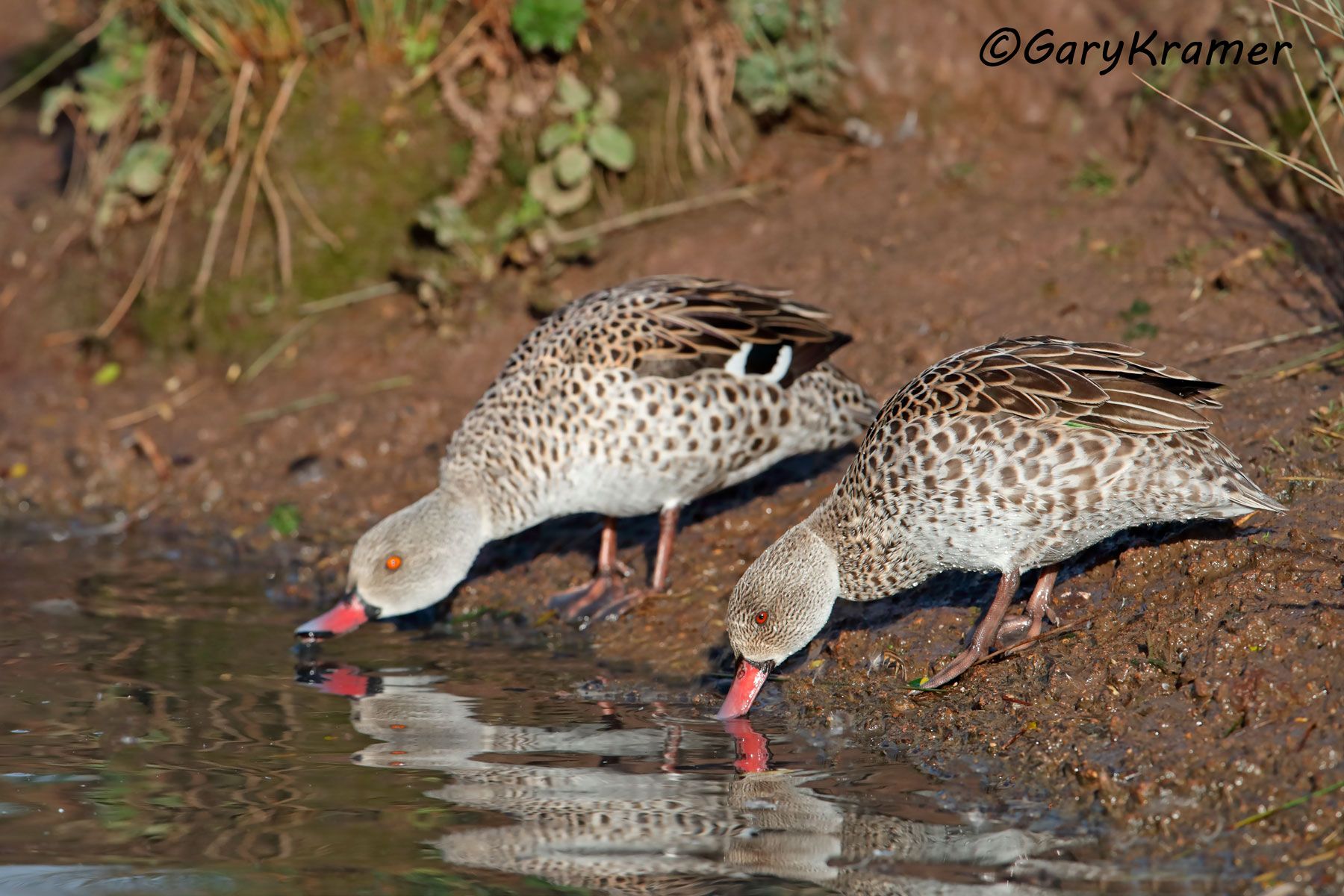 Cape Teal (Anas capensis)  Cape Teal (Anas capensis) - ABWCt#047d (Kenya)