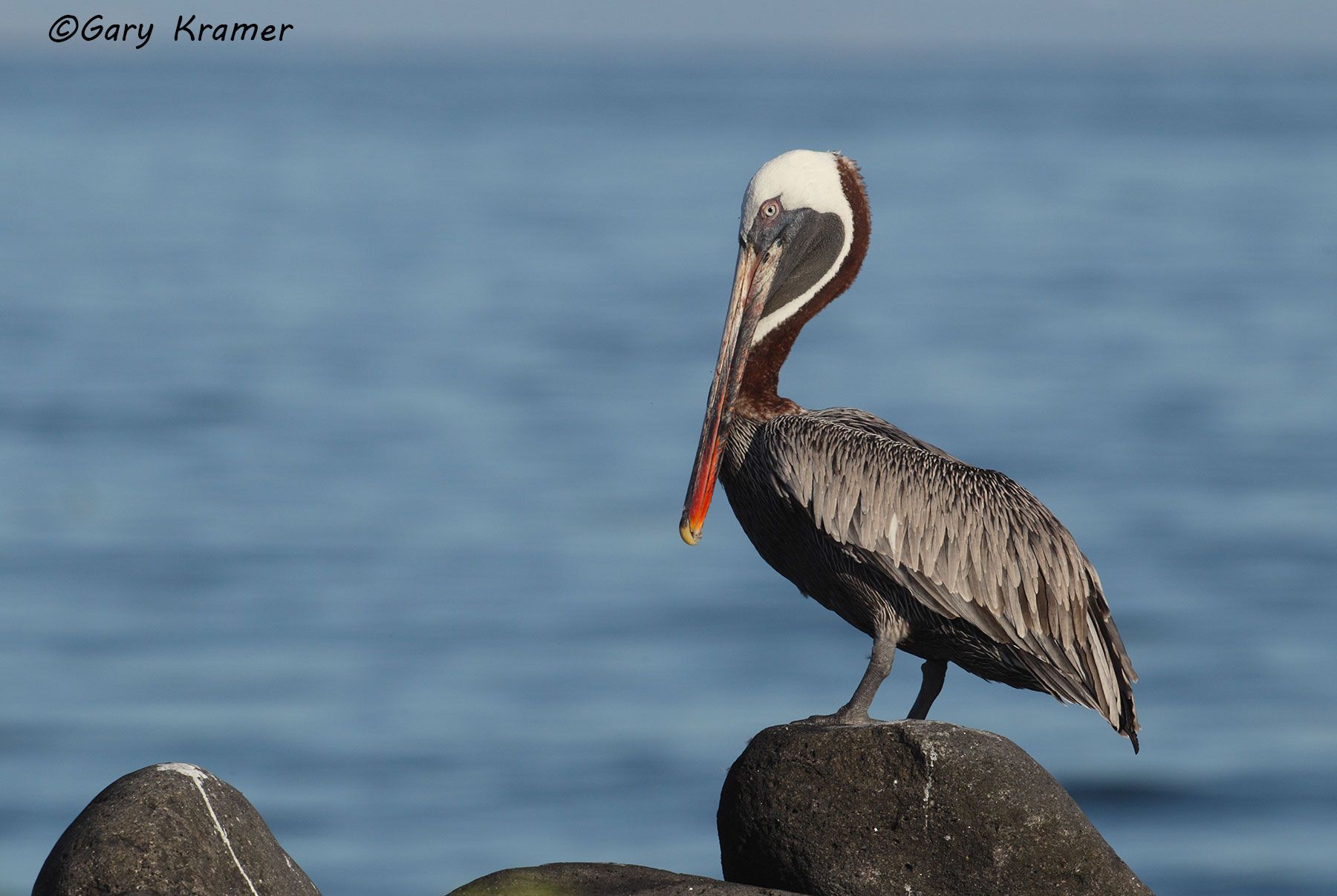 Brown Pelican (Pelecanus occidentalis) - NBPB#205d.jpg