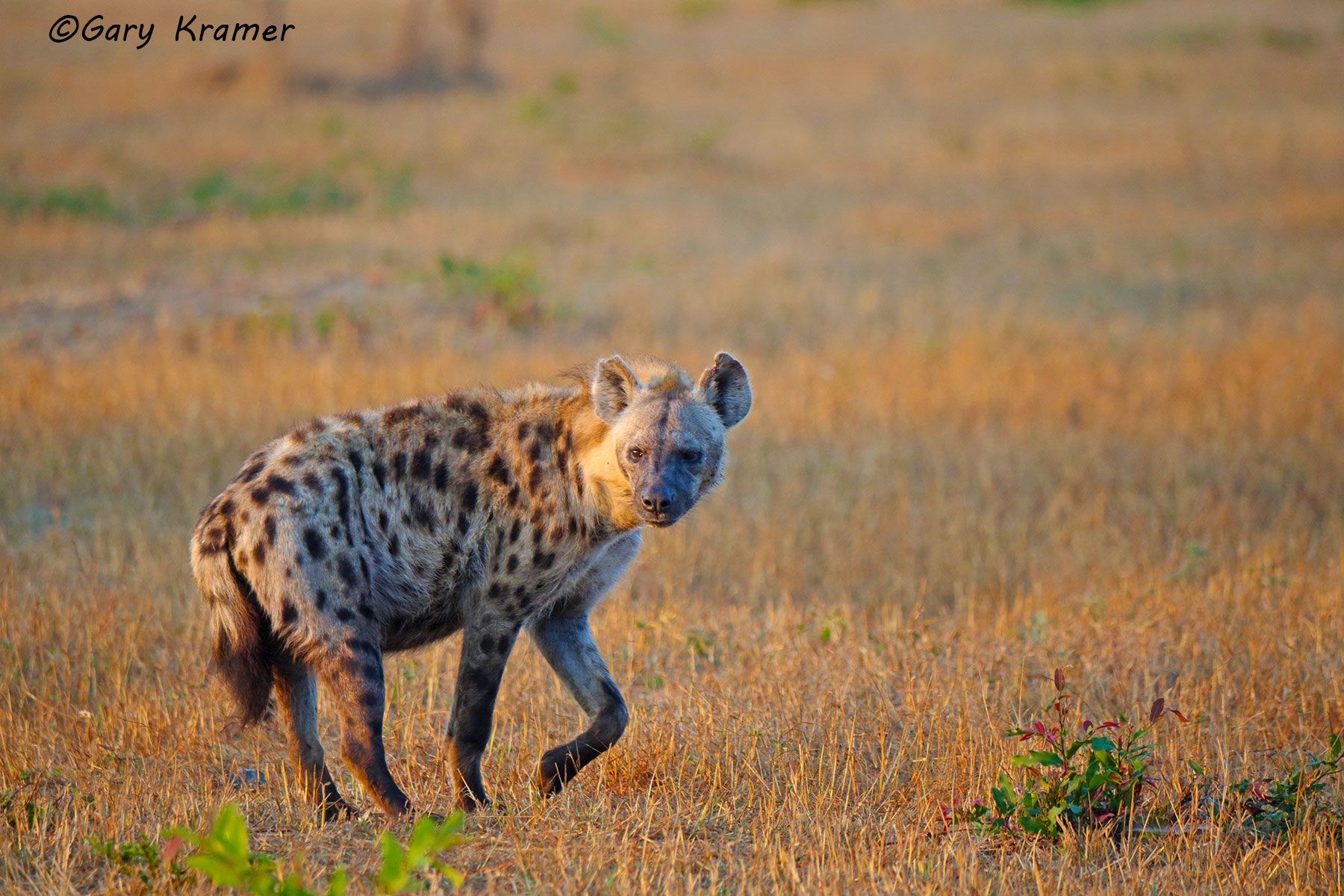 Spotted Hyaena (Crocuta crocuta) Spotted Hyaena (Crocuta crocuta) - AMPH#145d