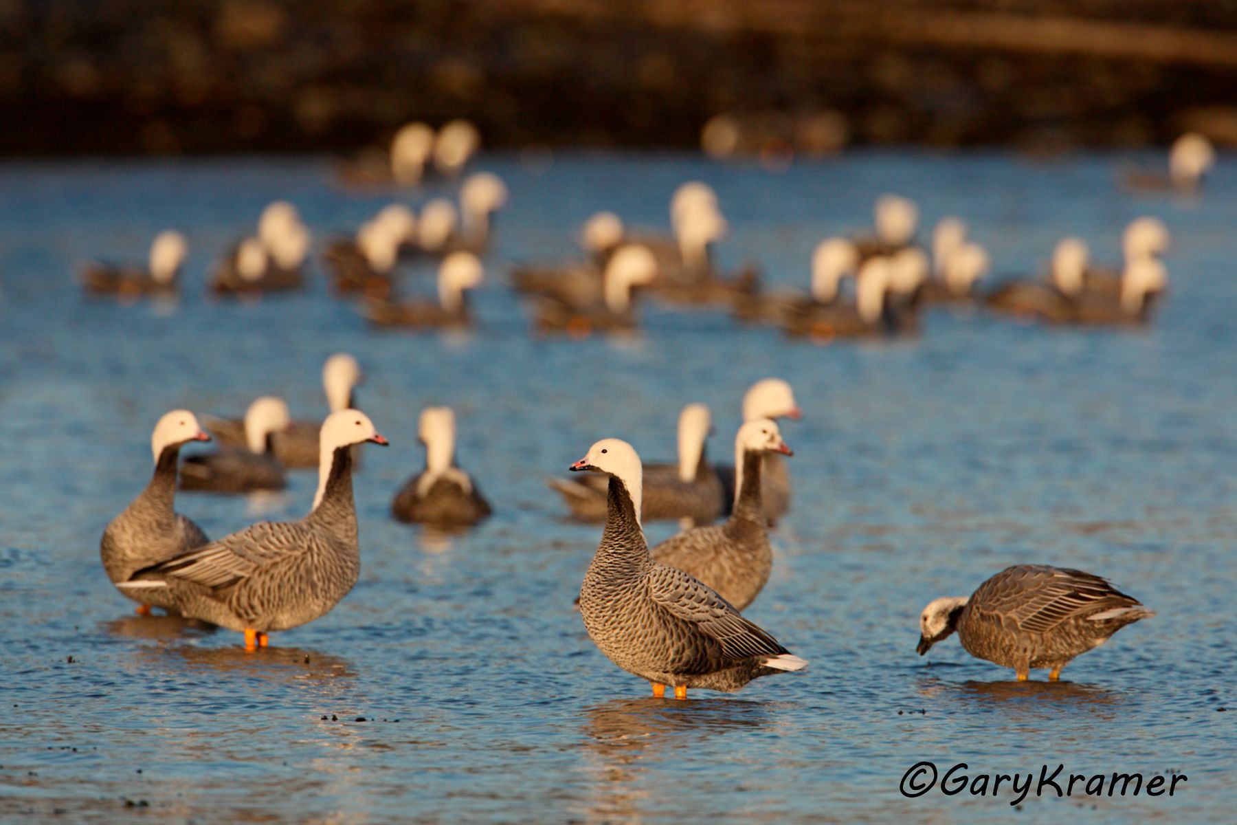 Emperor Goose (Anser canagicus) Emperor Goose (Anser canagicus) - NBWEg#213d