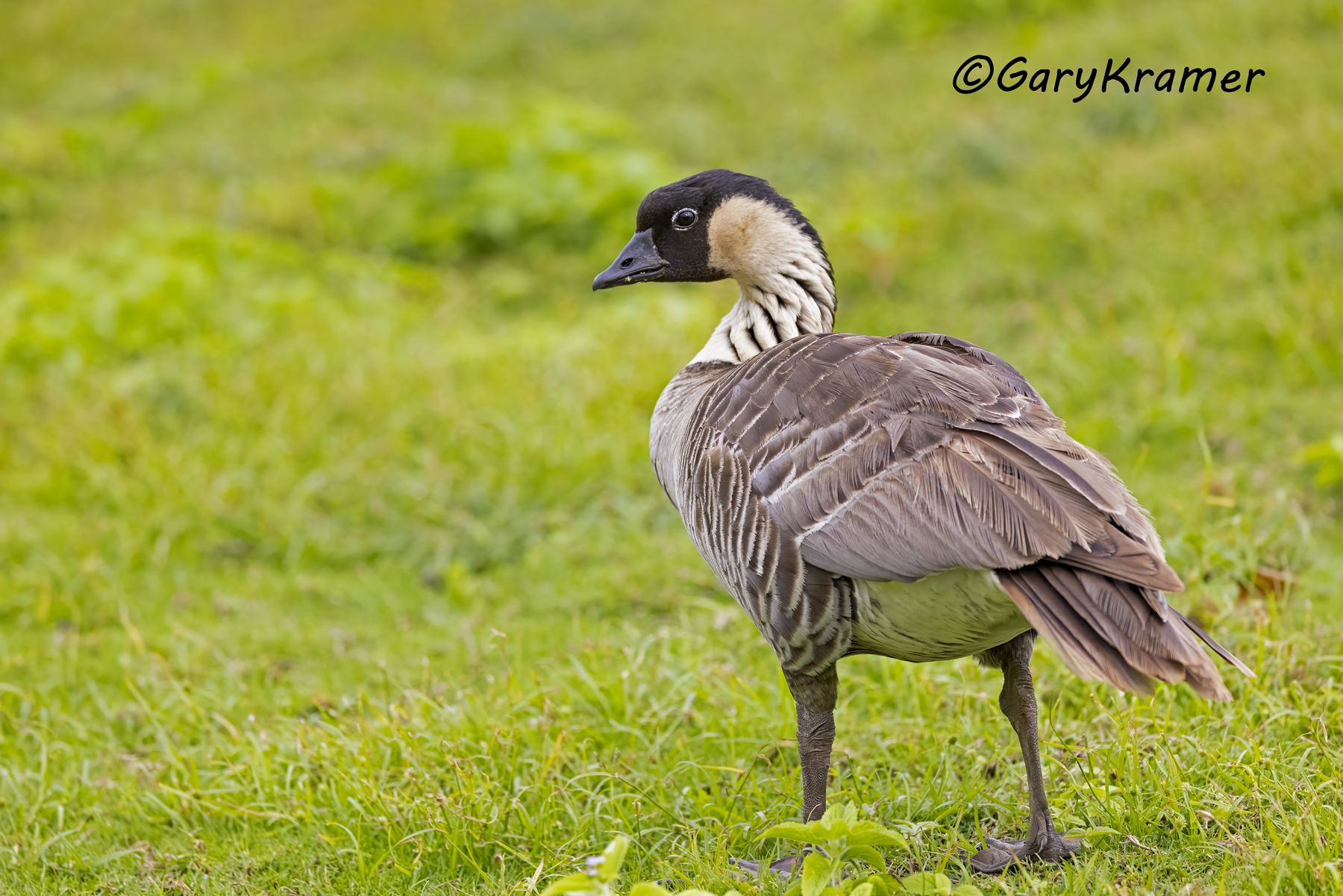 Nene Goose (Hawaiian) (Branta sandvicensis) - NBWN#677d