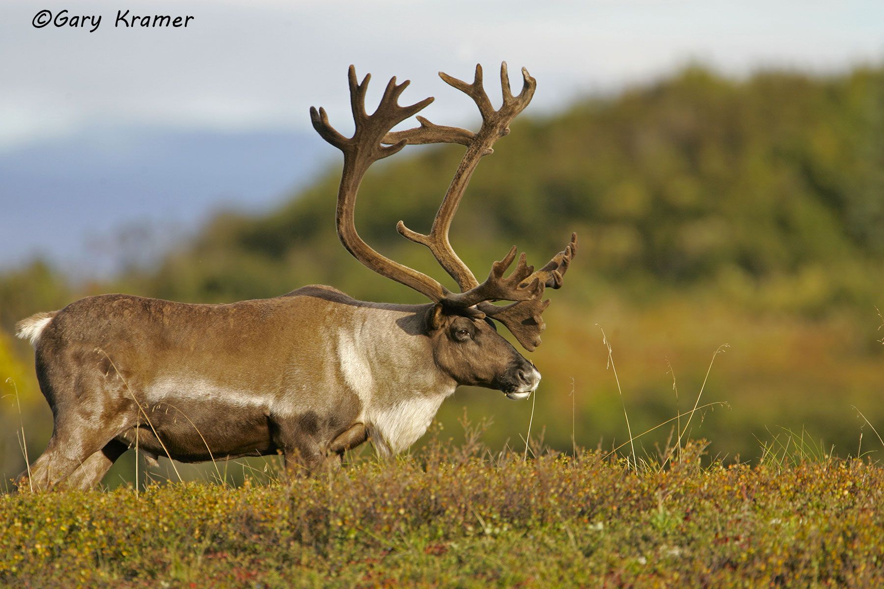 Moose - Caribou - Gary Kramer Photographer / Writer