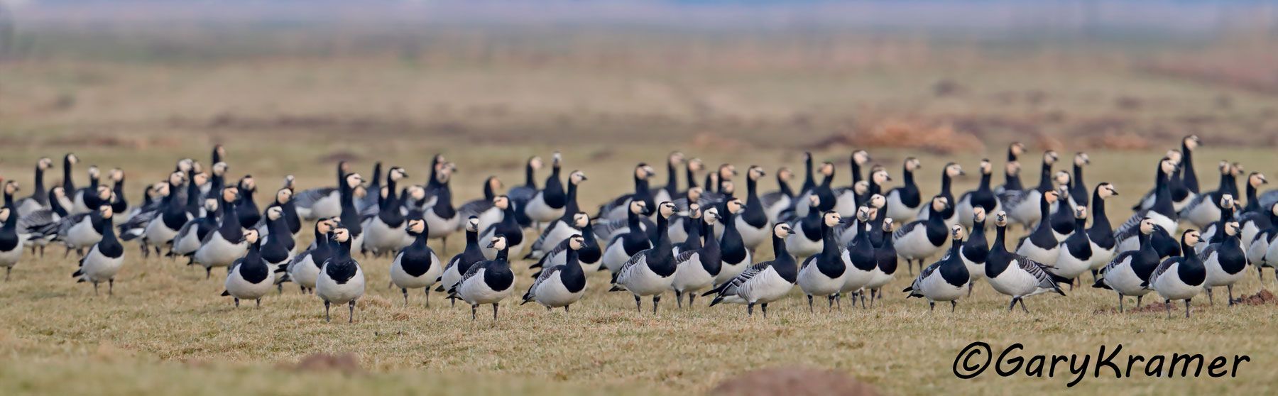 Barnacle Goose (Branta leucopsis) Barnacle Goose (Branta leucopsis) - EBWGb#237d(P)